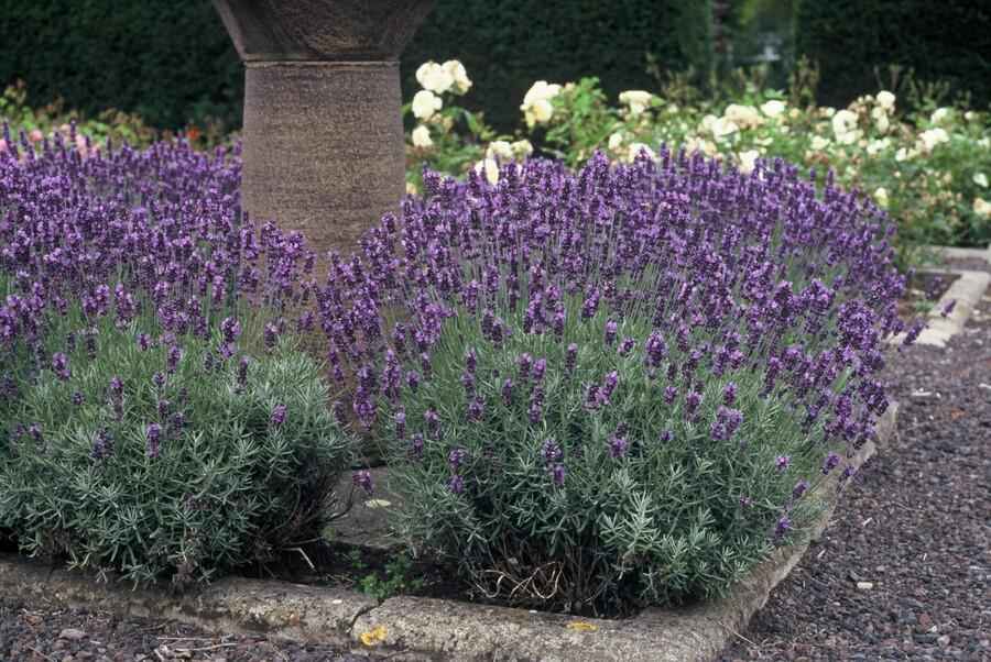 Image of Lavendel Lavandula ang. 'Dwarf Blue' – ↕10-25cm – Ø9cm – 60 Pflanzen – Zwergform, Winterhart, Pflegeleicht, Bienenfreundlich, Duftend-2