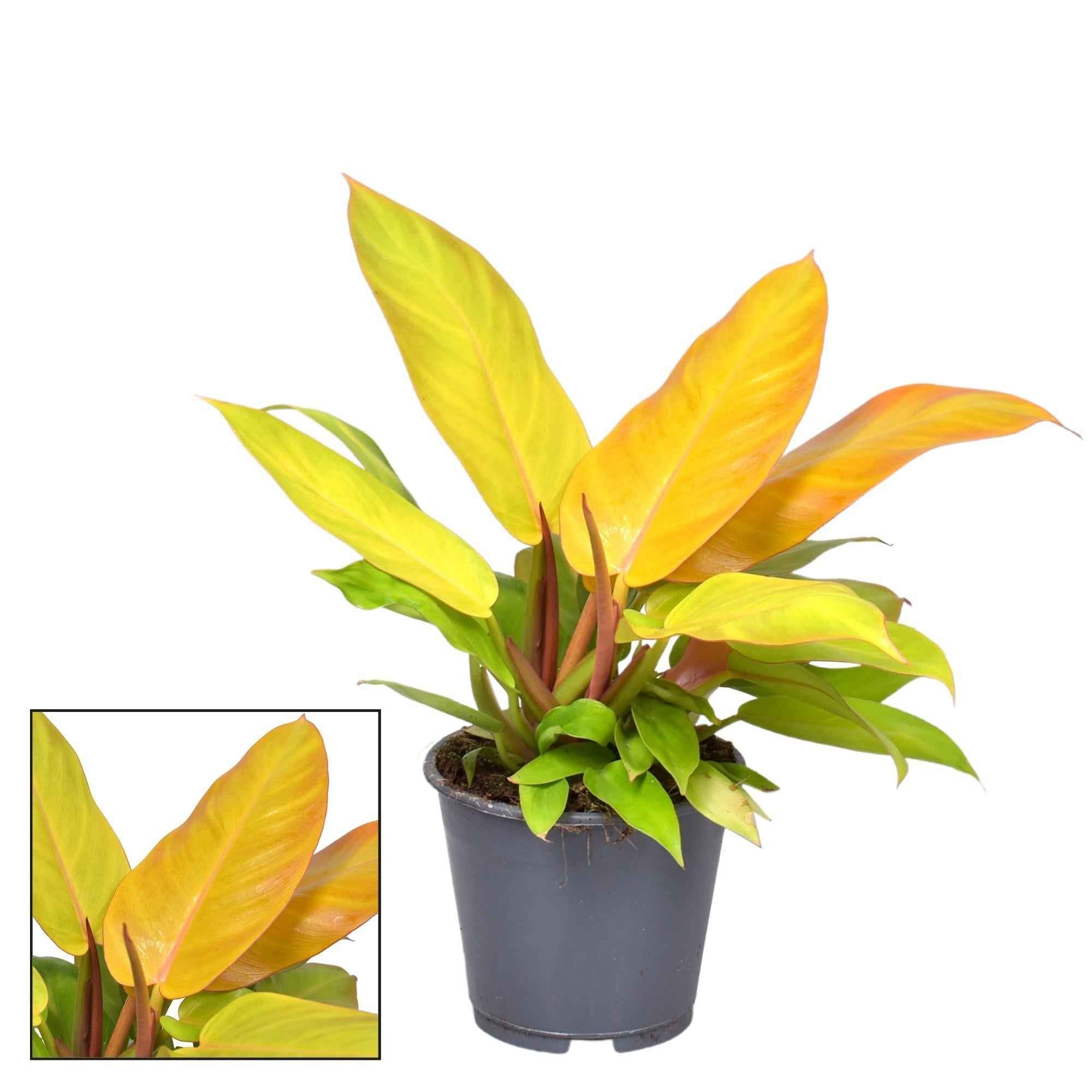 Image of Philodendron Prince Of Orange – Zimmerpflanze – Ø14cm – ↕35cm – Farbwechselndes Laub von Orange bis Grün – Pflegeleicht & dekorativ-0