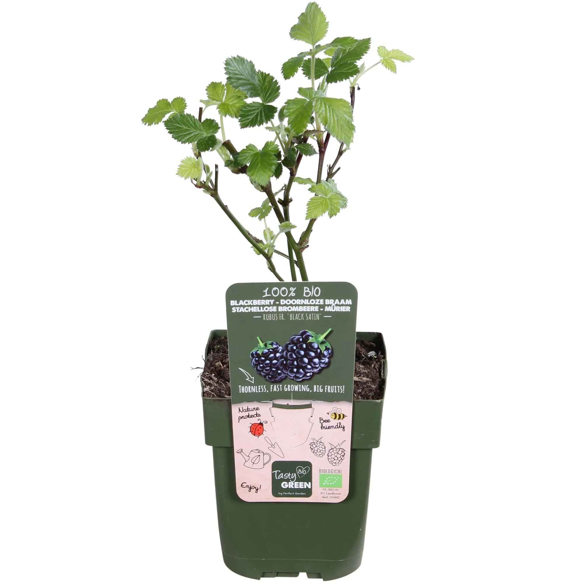 Image of Brombeere - Rubus fruticosus Black Satin - Dornenlose Brombeerpflanze - Ø13cm - Höhe ca. 45cm - Winterharte Obstpflanze für Garten und Terrasse