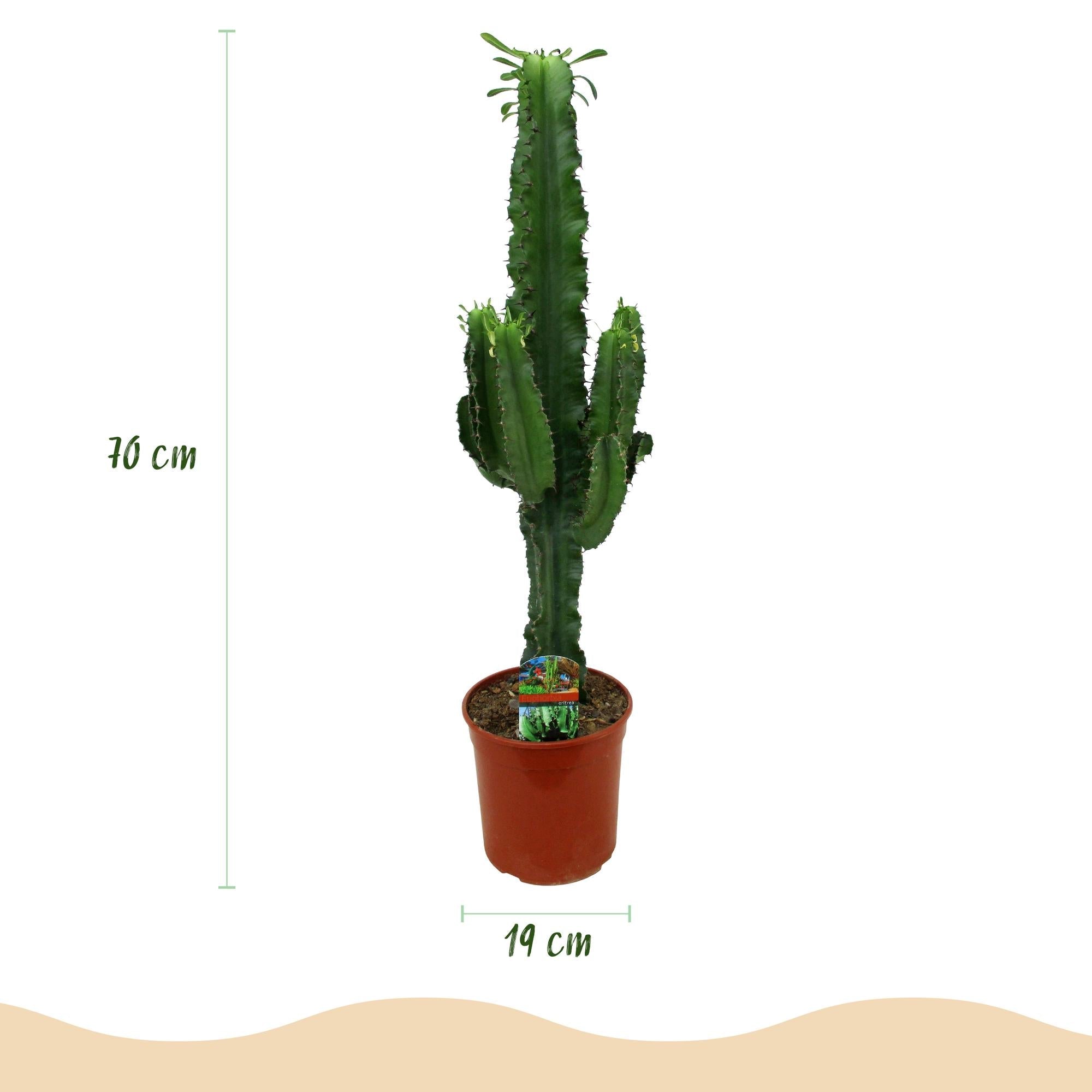 Image of Wolfsmilchkaktus Euphorbia Eritrea – Afrikanischer Milchbaum – 70cm – 19cm – Pflegeleichte Sukkulente mit markanten Stängeln – Robuste Zimmerpflanze-2