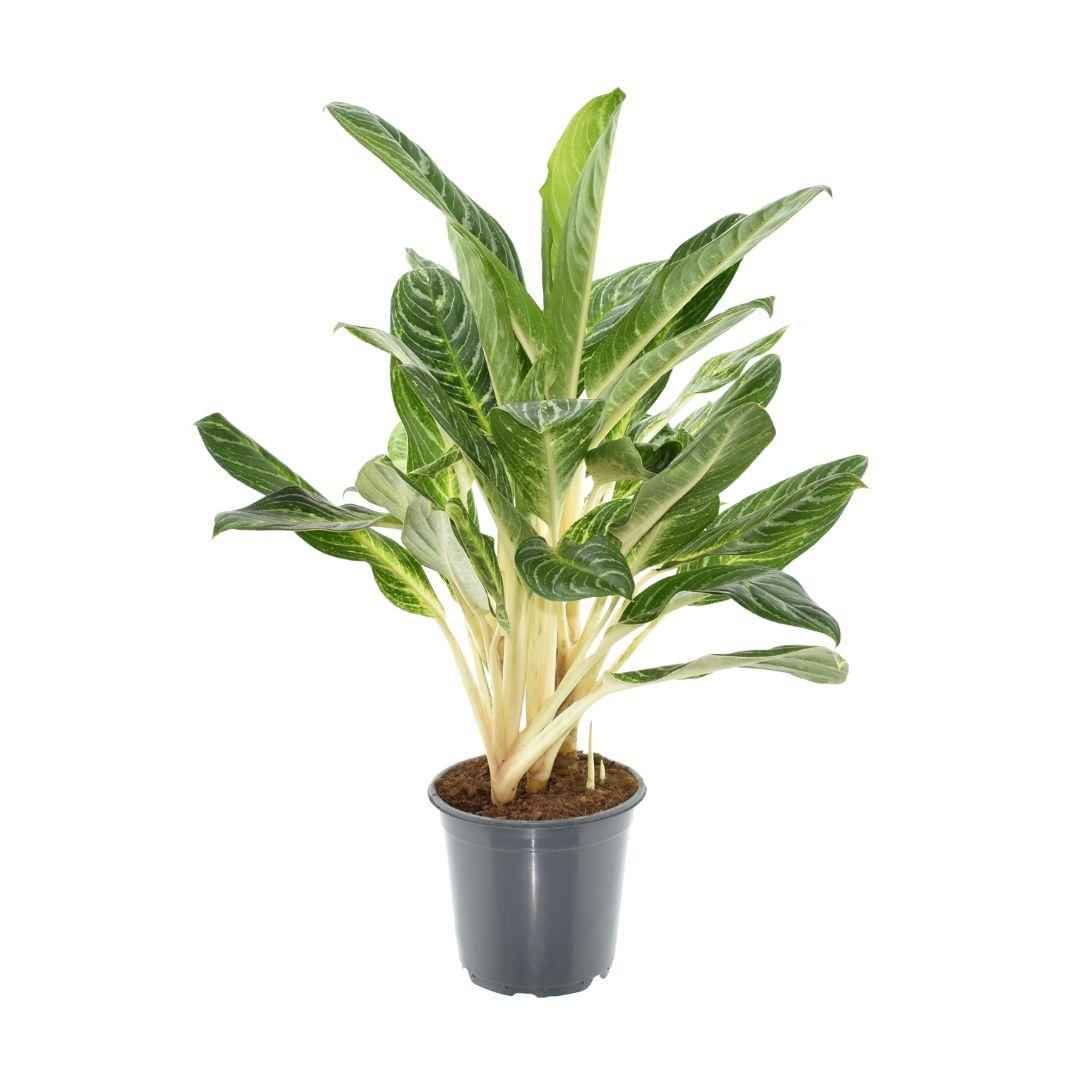 Image of Aglaonema „Keylime“ – Zimmerpflanze mit hellgrünen Blättern – Höhe ca. 70cm – Ø21cm – Pflegeleichte & dekorative Blattpflanze für Wohnzimmer, Büro & Innenräume-0
