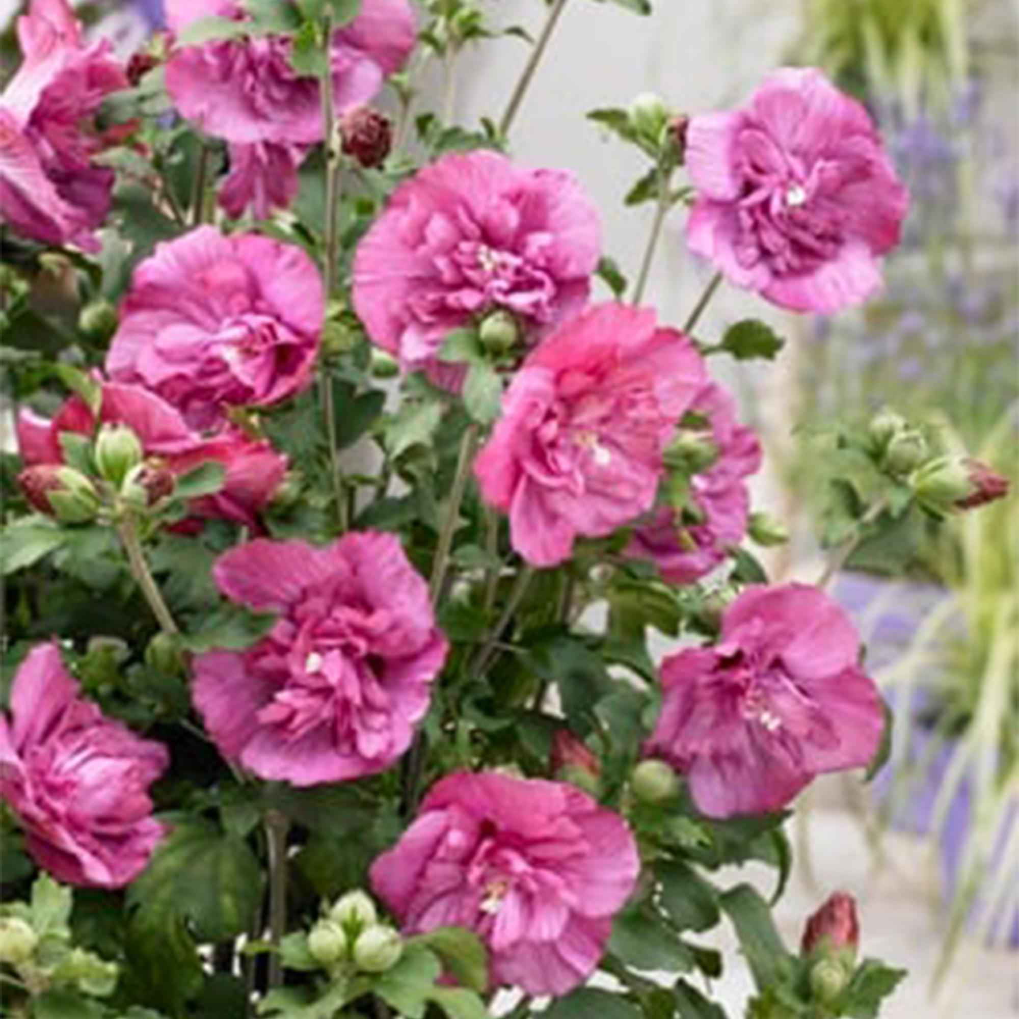 Image of Hibiscus syriacus Magenta Chiffon – Blühende Stamm – Pflanze mit magentafarbenen Blüten – Laubabwerfend & pflegeleicht – Topf Ø19cm – Höhe ca. 90cm-0