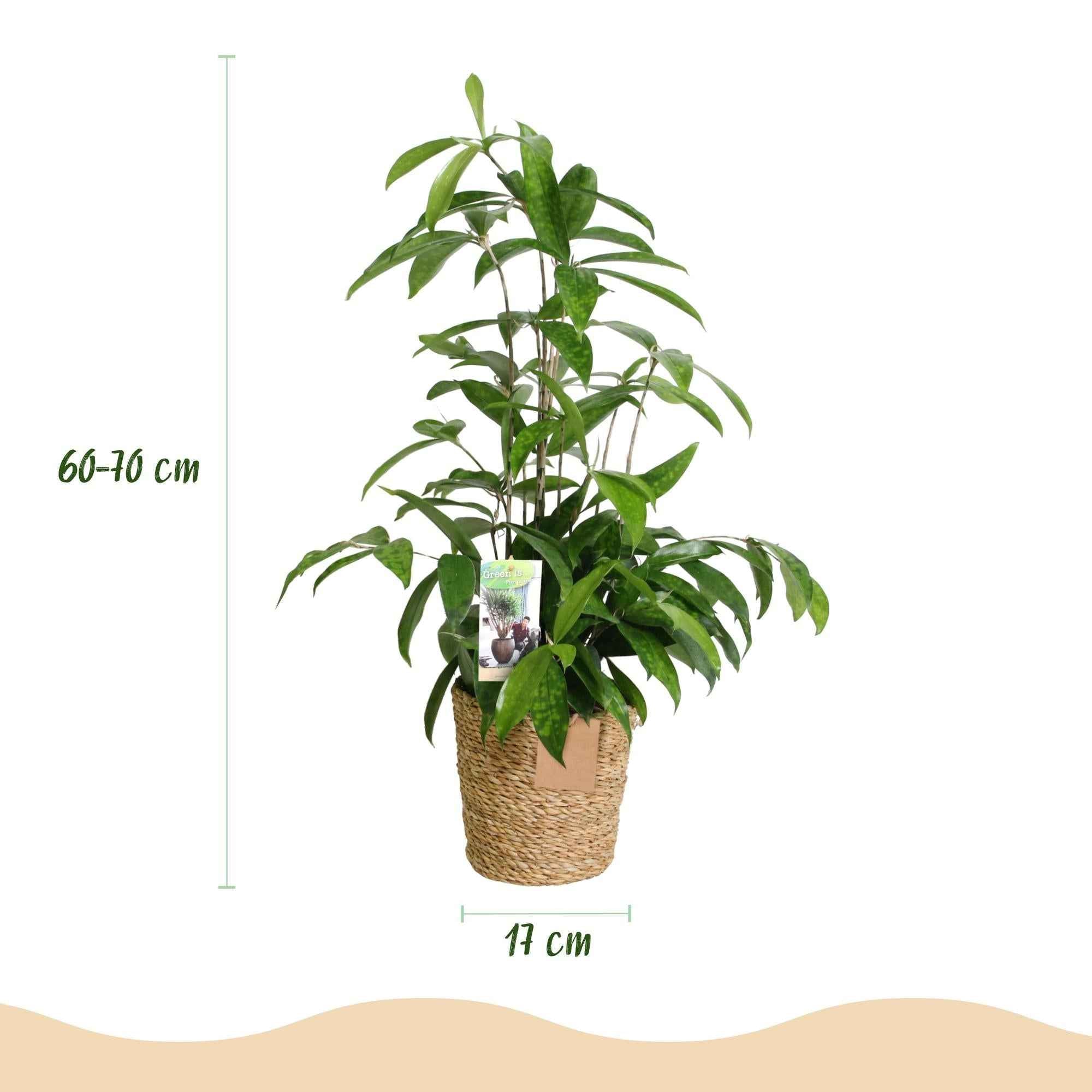 Image of Dracaena surculosa – 60-70cm – 17cm inkl. Naturkorb – Pflegeleichter Drachenbaum – Grün gesprenkeltes Blattwerk-2
