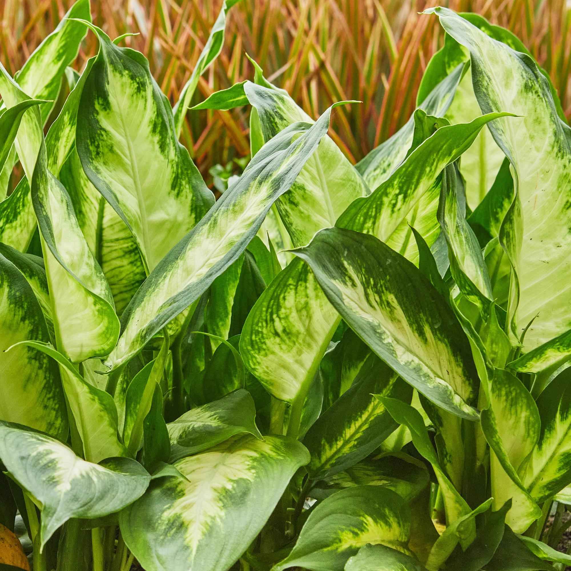 Image of Dieffenbachia Camilla – 45-50cm – 17cm inkl. Naturkorb – Pflegeleichte bunte Zimmerpflanze – Grün – creme gemustertes Blattwerk-4