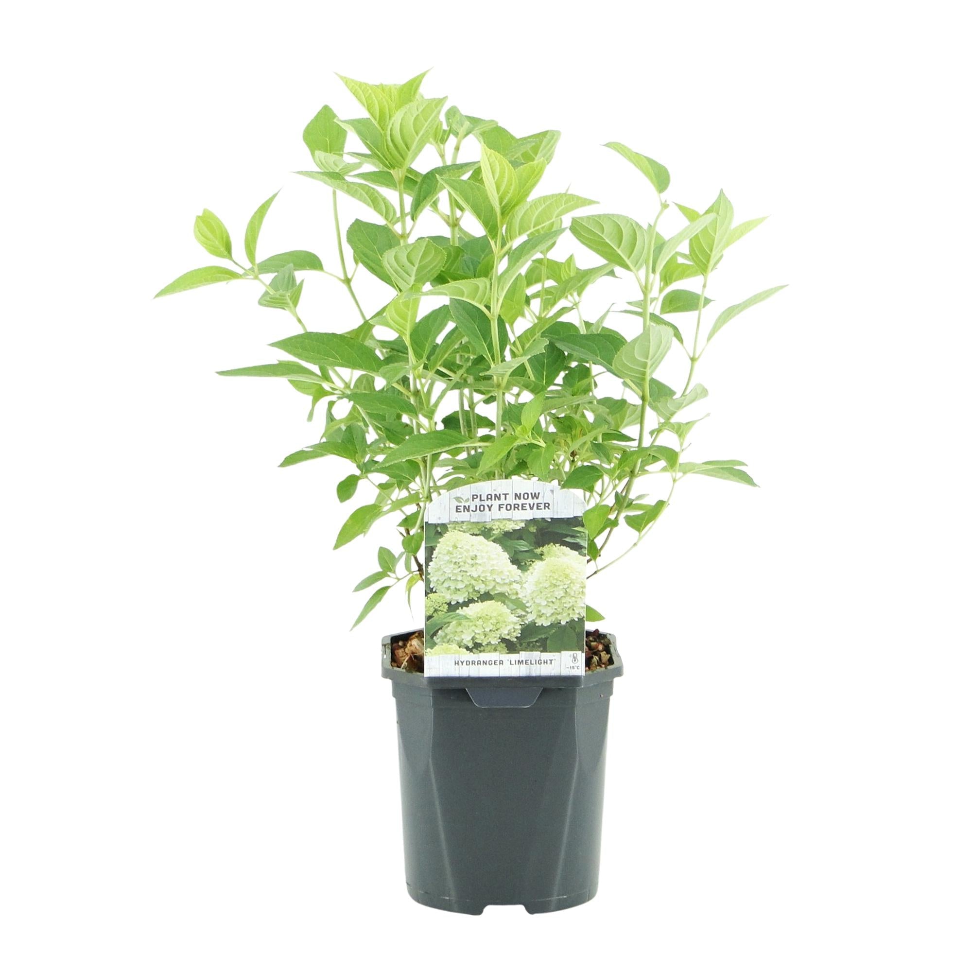 Image of Rispenhortensie – Hydrangea panniculata Limelight – Blüte Limonengrün – Cremeweiß – 3 Pflanzen für 1m² – Laubabwerfend – Große Blüten – 17cm-1