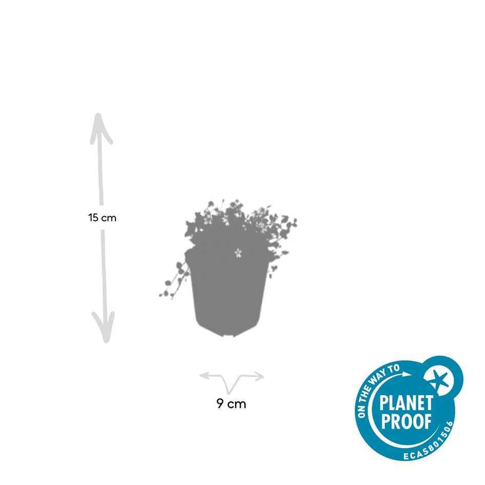 Image of Weißer Bubikopf – Isotoma fluviatilis 'Alba' – 12 Pflanzen – Ø9cm – Topf – Bodendecker mit weißen Blüten – Winterhart & trittfest-3