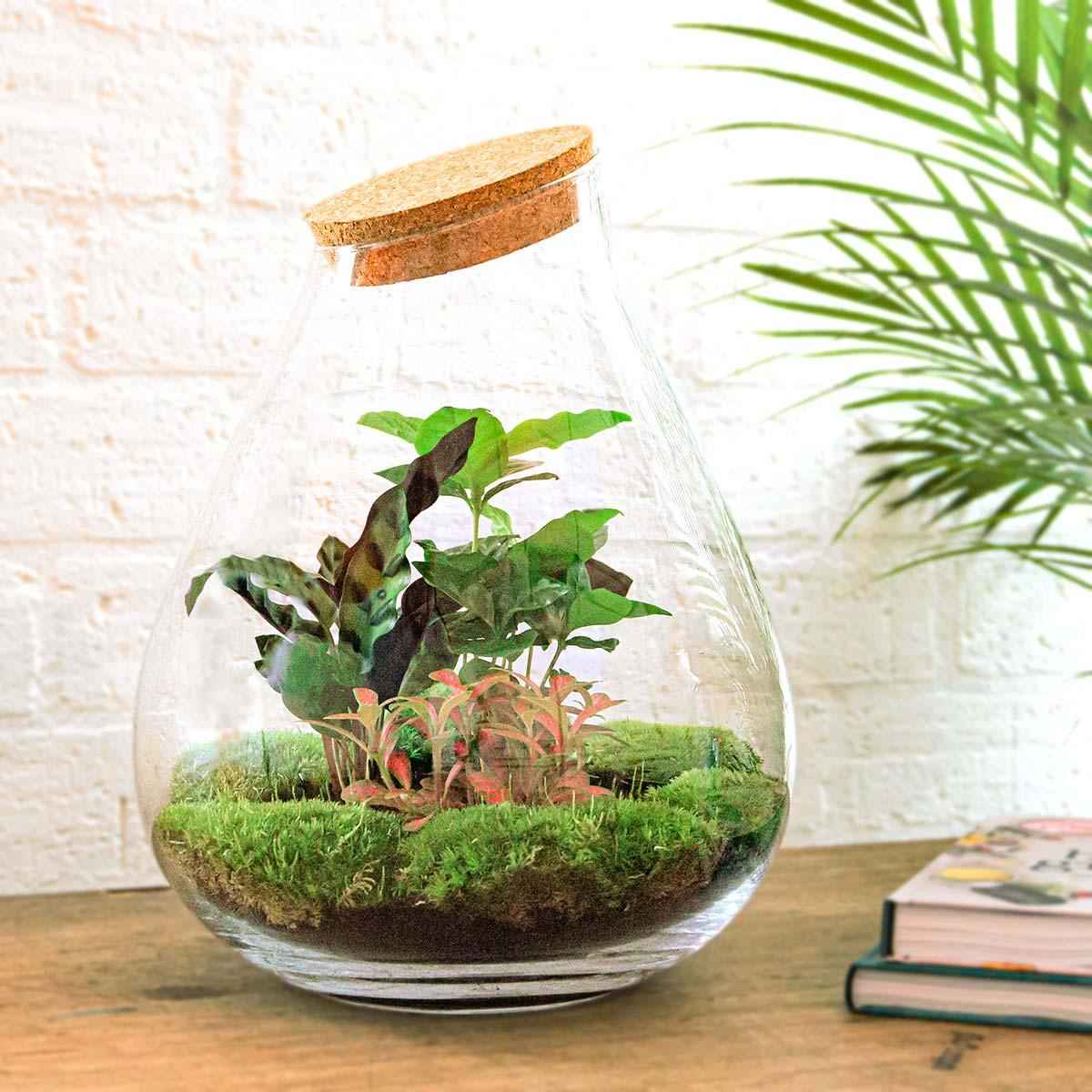 Image of Flaschengarten Drop XL – Do – it – yourself Terrarium mit Korkdeckel – Ø29cm x H37cm – DIY – Pflanzset mit Coffea Arabica, Calathea & Fittonia