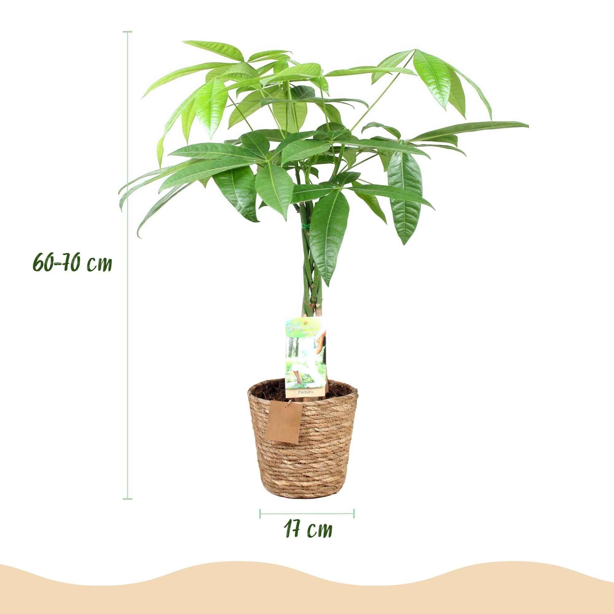 Image of Pachira Aquatica – 60-70cm – 17cm inkl. Naturkorb – Pflegeleichter Geldbaum mit geflochtenem Stamm-2