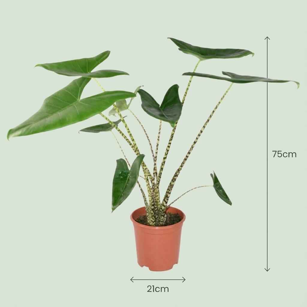 Image of Pfeilblatt Alocasia Zebrina Ø21cm Höhe 70-75cm – Elefantenohr mit gestreiften Stielen – Exotische Zimmerpflanze für Wohnraum & Büro