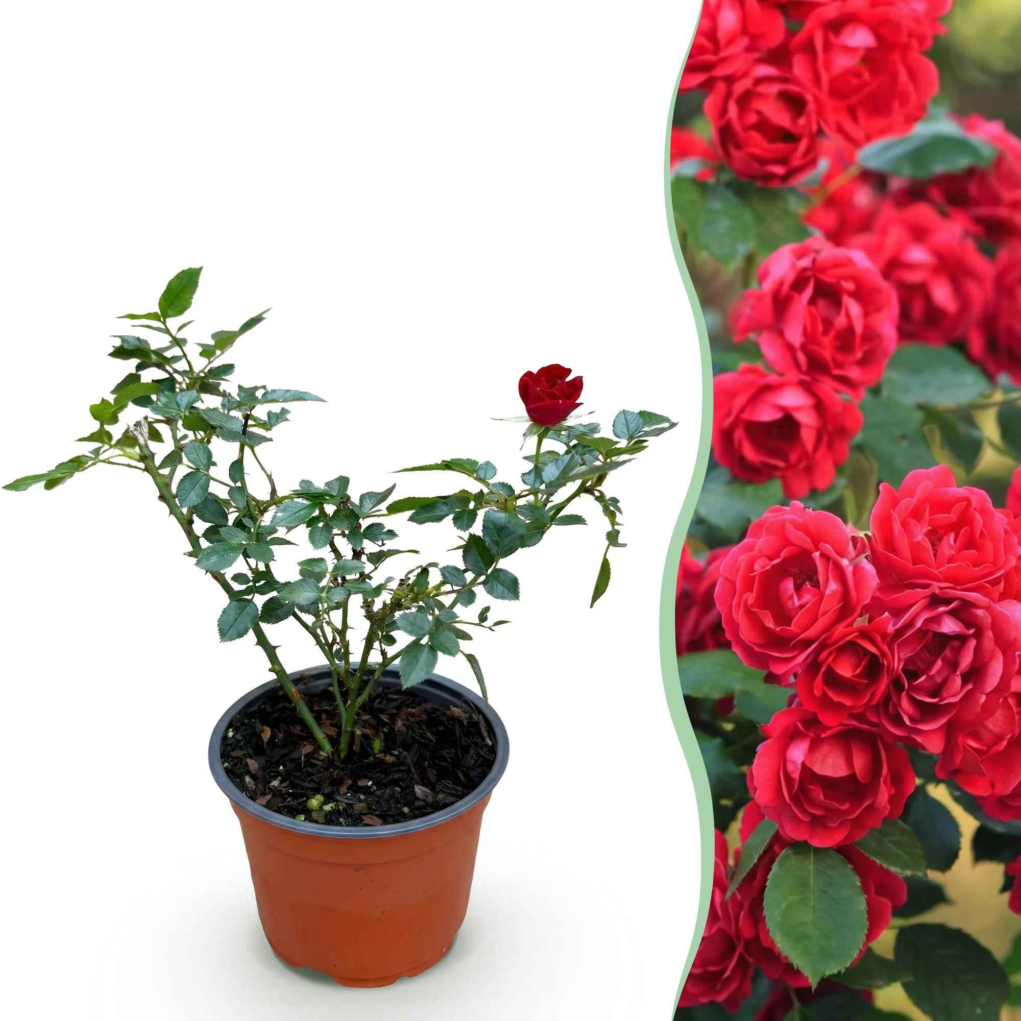 Image of Rose Rosa The Fairy Rot winterhart 20-25cm 12cm für Garten Balkon Terrasse Beet rote Beetrose dauerblühend bienenfreundlich pflegeleicht kompakt