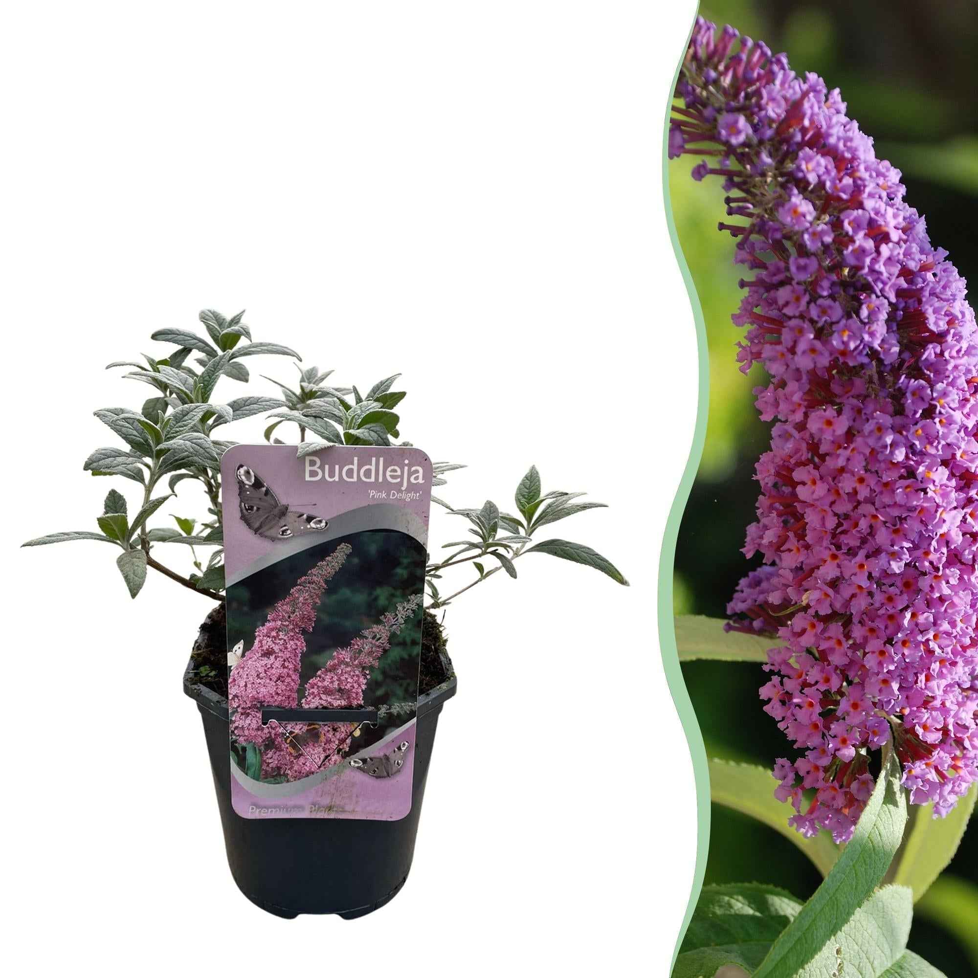 Image of Schmetterlingsstrauch Buddleja davidii Pink Delight – Rosa Blüten – Schmetterlingsfreundlich – Laubabwerfend – 17cm x H25cm – Pflegeleicht-1