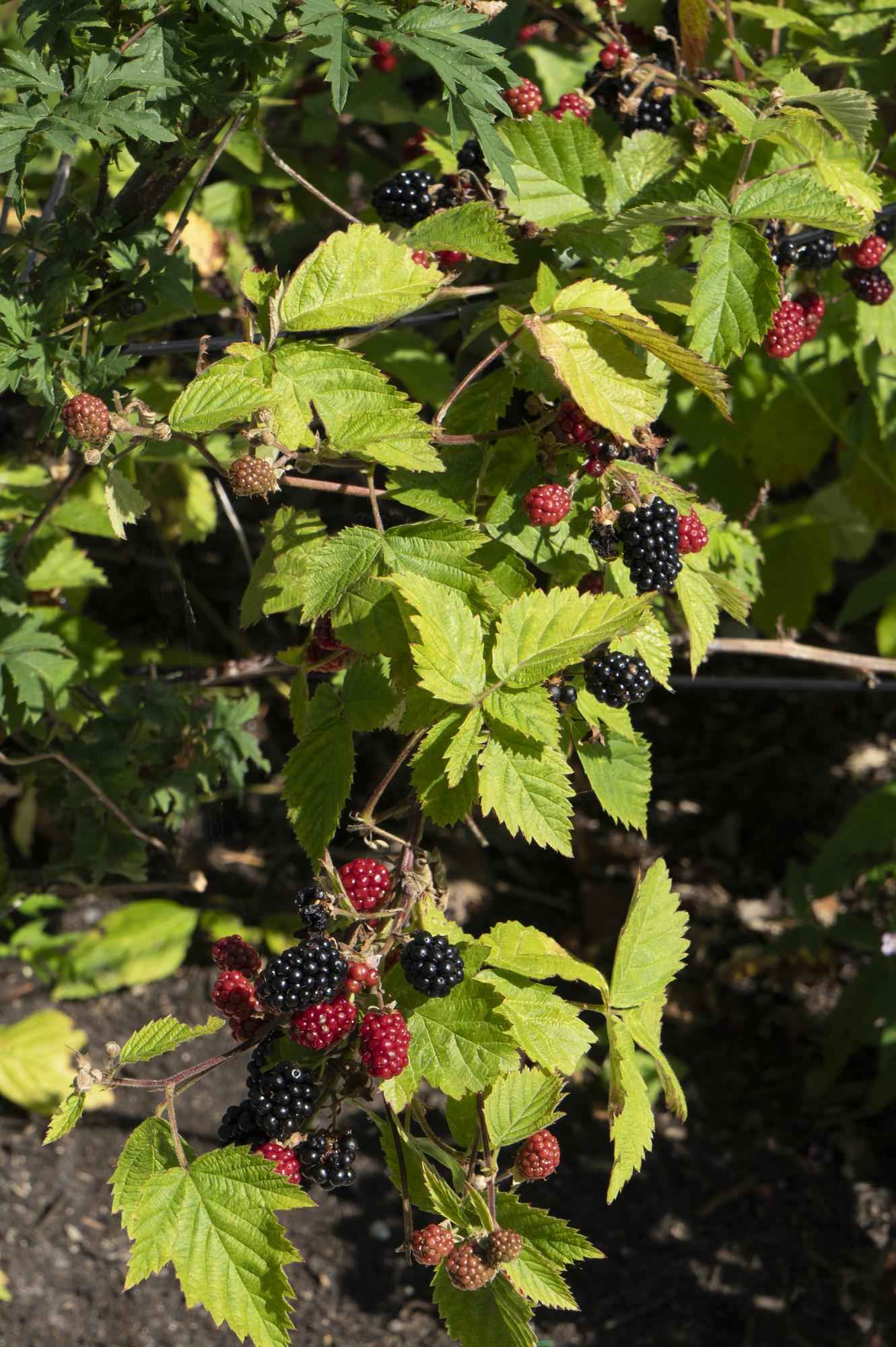 Image of Brombeere - Rubus fruticosus Black Satin - Dornenlose Brombeerpflanze - Ø13cm - Höhe ca. 45cm - Winterharte Obstpflanze für Garten und Terrasse