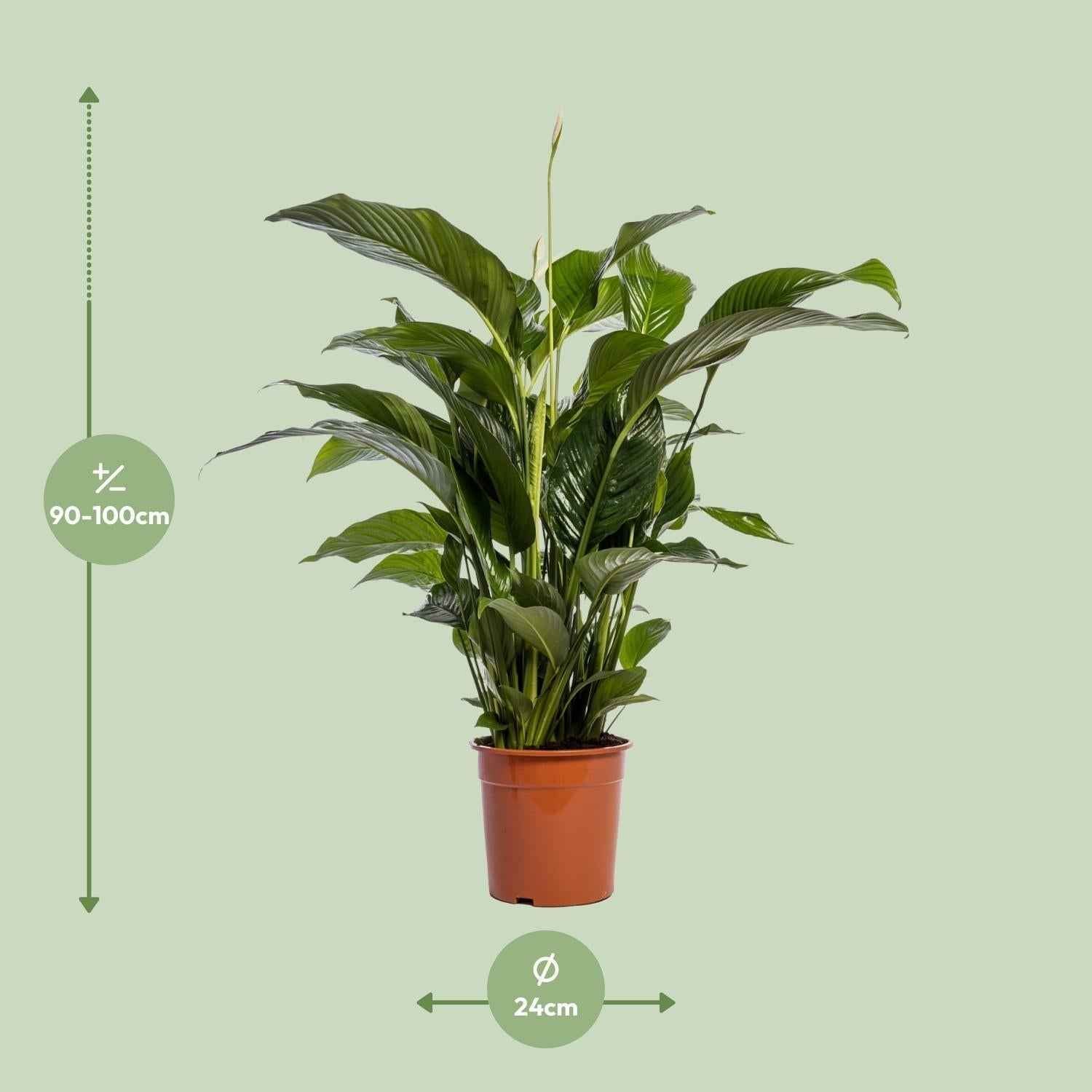 Image of Einblatt – Spathiphyllum Bellini – Zimmerpflanze – Ø24cm – ↕100cm – Friedenslilie – Luftreinigend – Halbschatten – Pflegeleicht-1