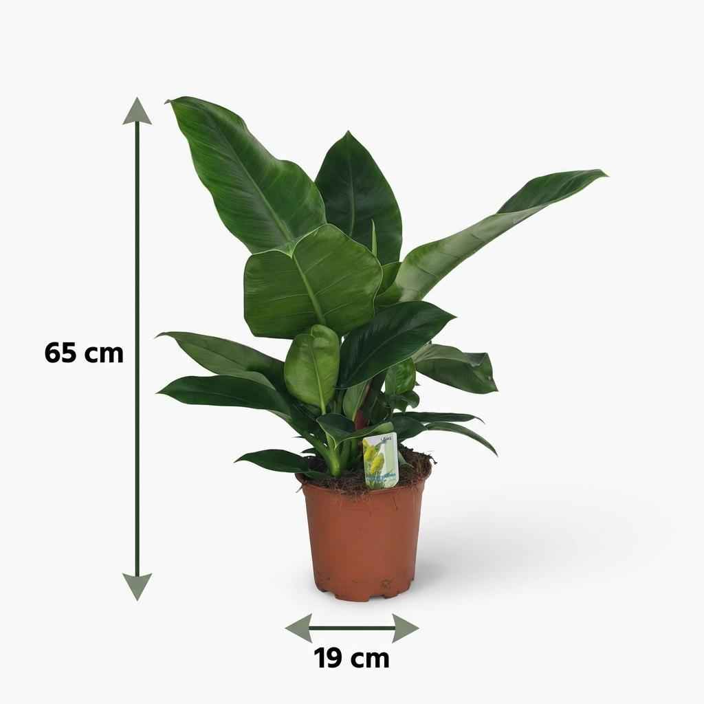 Image of Philodendron Imperial Green grün 65cm 19cm Zimmerpflanze pflegeleicht große glänzende Blätter für Wohnzimmer Büro Schlafzimmer tropische Grünpflanze-4