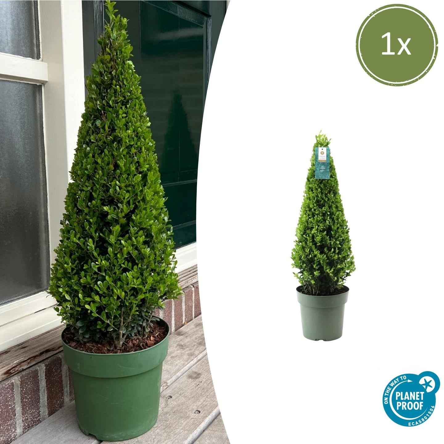 Image of Stechpalme Ilex crenata Pyramide – ↕55cm – Ø21cm – Immergrüner, winterharter Buchsbaum – Ersatz für Garten, Terrasse & Topf