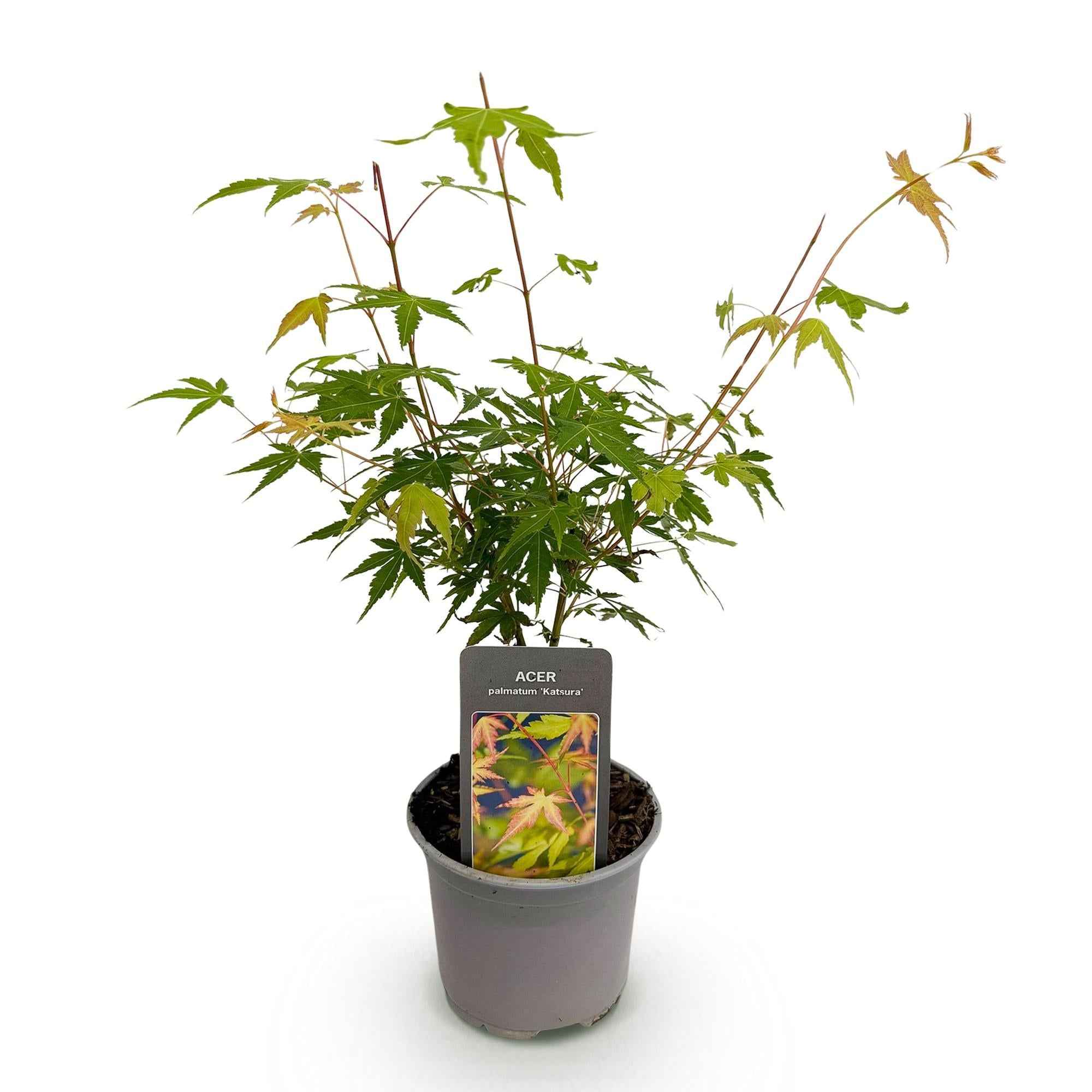 Image of Ahorn Acer palmatum Katsura – 12cm – Höhe ca. 35cm – Frischgrüner Austrieb & goldene Herbstfärbung – Laubabwerfender pflegeleichter Zierstrauch-1