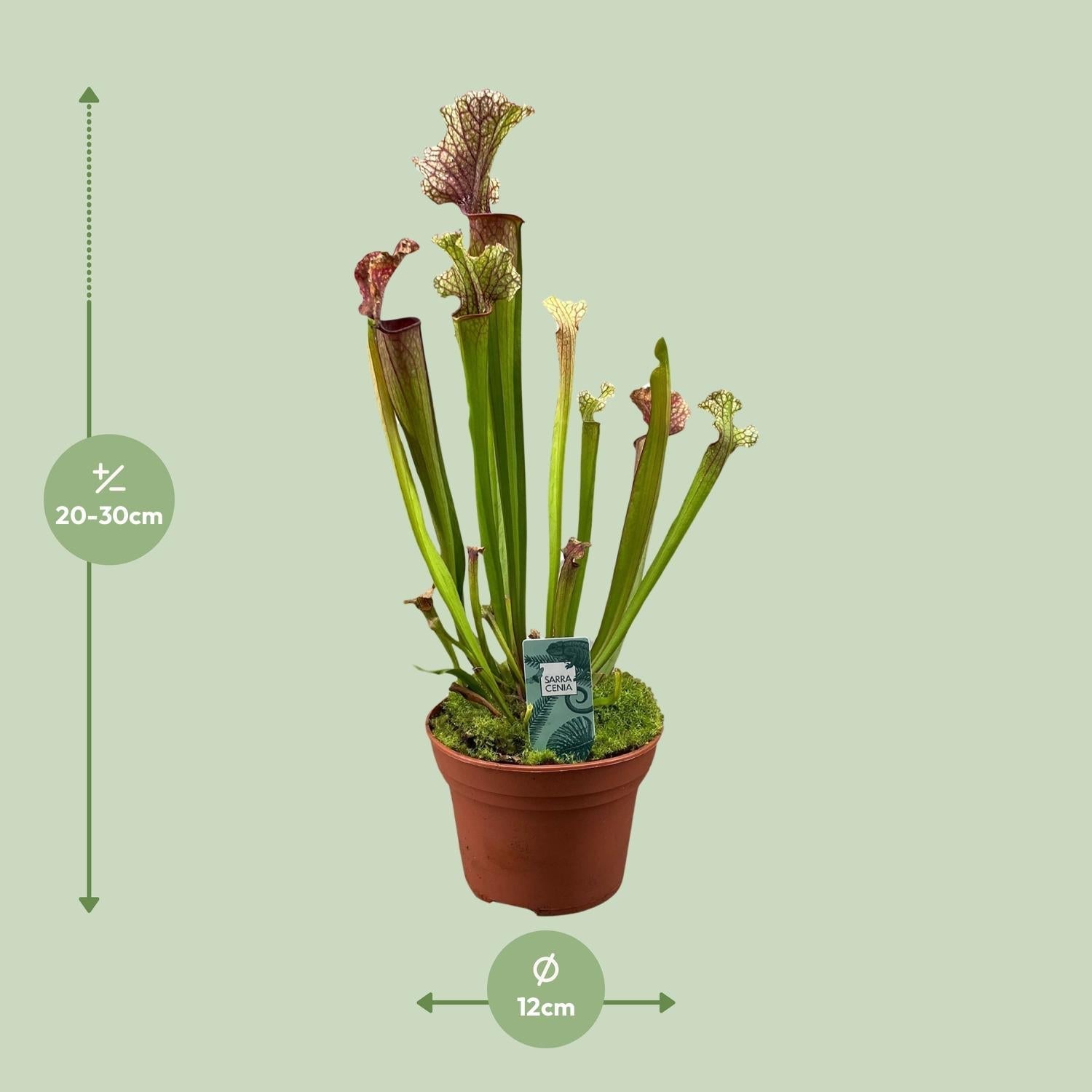 Image of Schlauchpflanze Sarracenia 'Judith Hindle' – Karnivore Zimmerpflanze – Ø12cm – ca. 30cm hoch – Exotisch & pflegeleicht – Für helle bis halbschattige Standorte-1