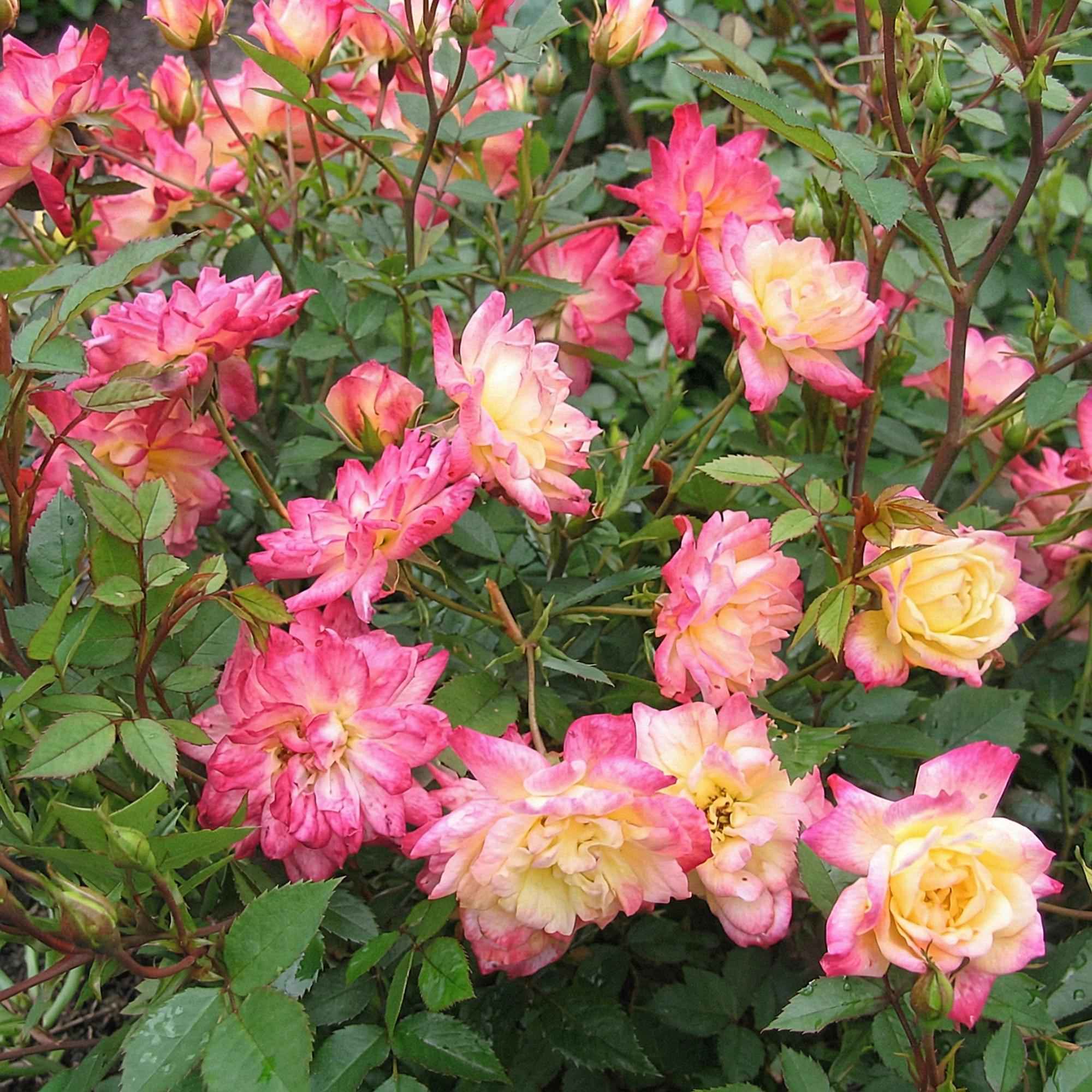 Image of Rose Rosa Tricolor Fairy winterhart gelb rosa 20-25cm 12cm für Garten Balkon Terrasse Beet mehrfarbige Beetrose dauerblühend bienenfreundlich-0