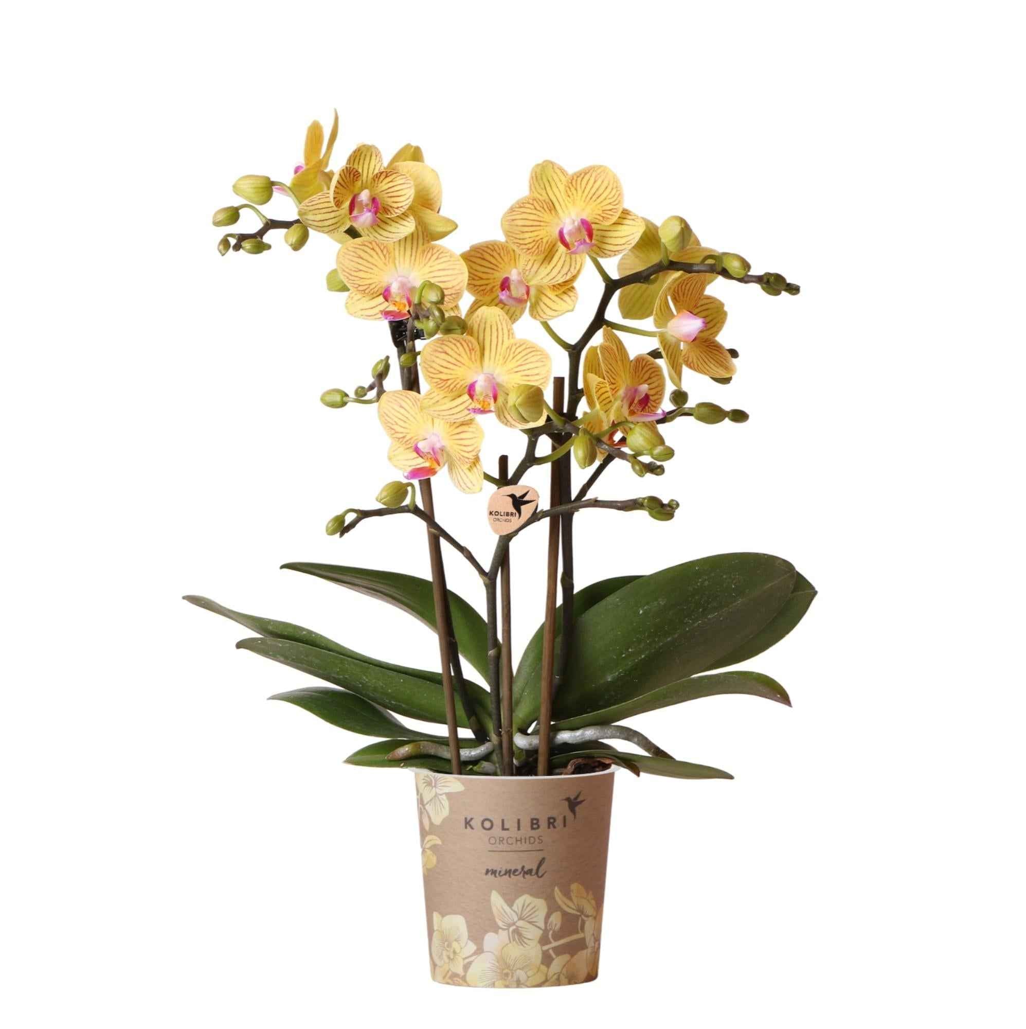 Image of Phalaenopsis Orchidee Gelb ‘Lima’ – Ø9cm – Kompakte Zimmerpflanze mit 2-3 Blütenstielen – Gelbe Blüten mit rotem Muster & violetter Lippe-0