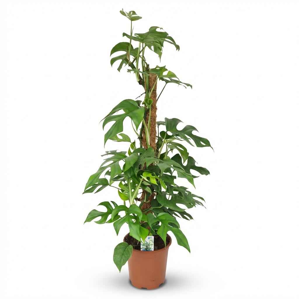 Image of Monstera Minima am Moosstab grün 90cm 19cm Zimmerpflanze pflegeleicht Kletterpflanze mit dekorativen geschlitzten Blättern für Zimmer & Büro