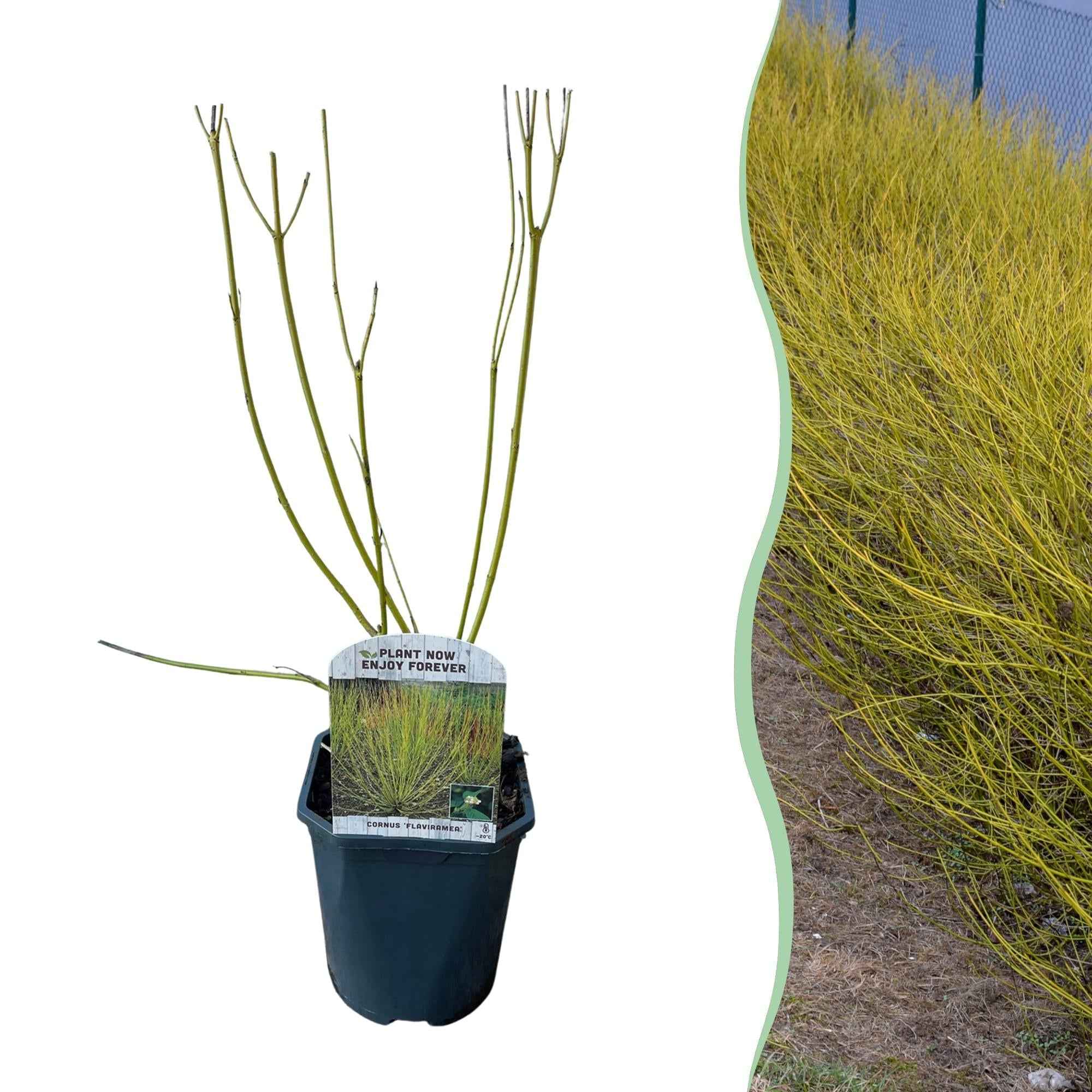 Image of Cornus alba Flaviramea – Zierstrauch mit gelben Zweigen – 17cm – Höhe ca. 45cm – Laubabwerfender Hartriegel – Pflegeleicht & winterhart-1