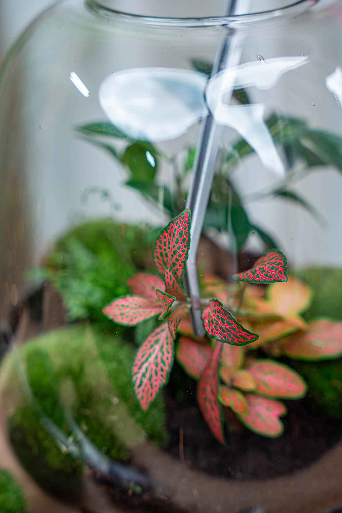 Image of Terrarienpinzette – Edelstahl – 26cm – Lange Greifpinzette für Terrarium & Flaschengarten-2