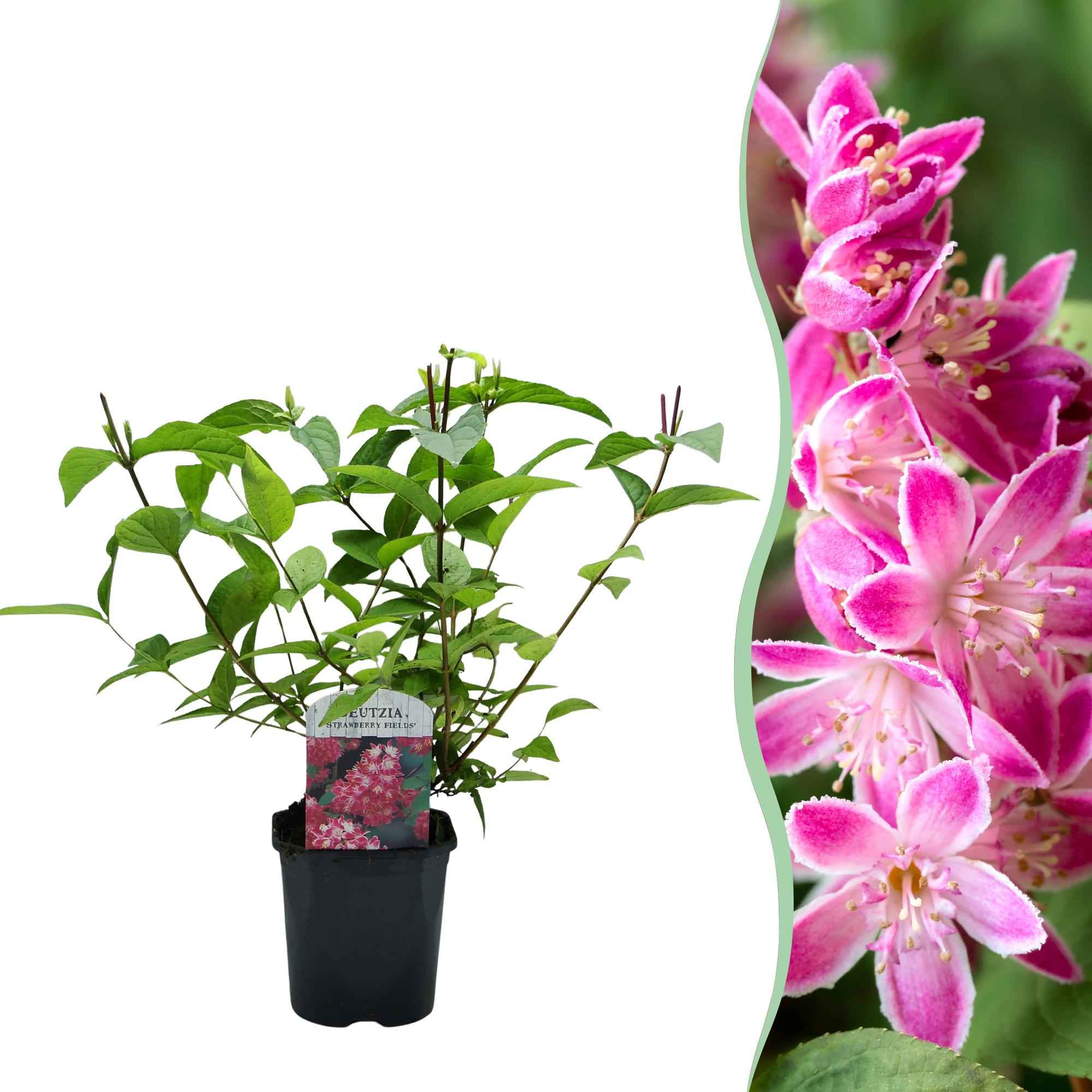 Image of Sternchenstrauch – Deutzia hybrida Strawberry Fields – Rosa Blüten – Strauch – 17cm – Höhe 45cm – Wenig Pflege-2