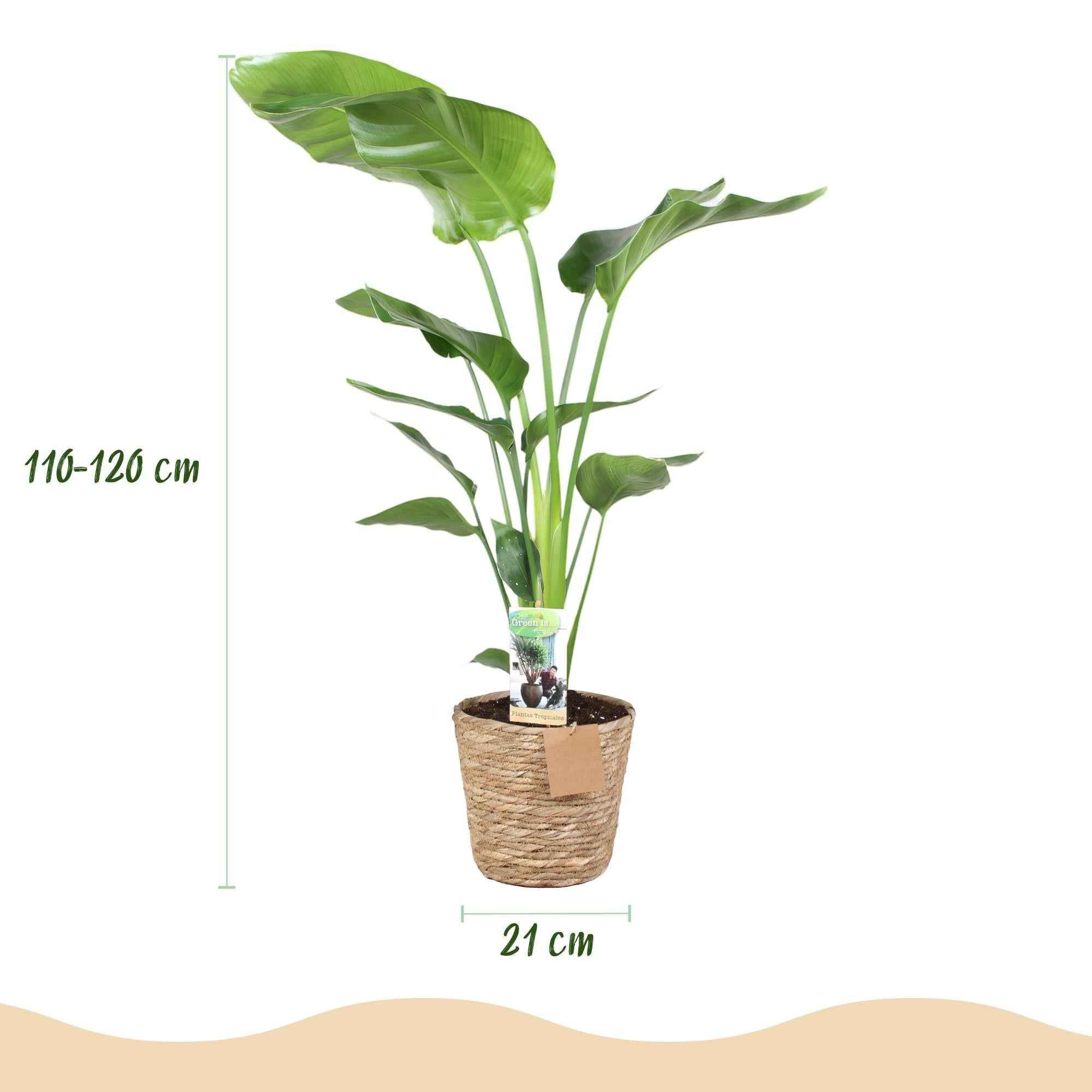 Image of Baum – Strelitzie Strelitzia nicolai – Große pflegeleichte Paradiesvogelblume im dekorativen Korb – 21cm – Höhe 110-120cm – Tropische Grünpflanze-2