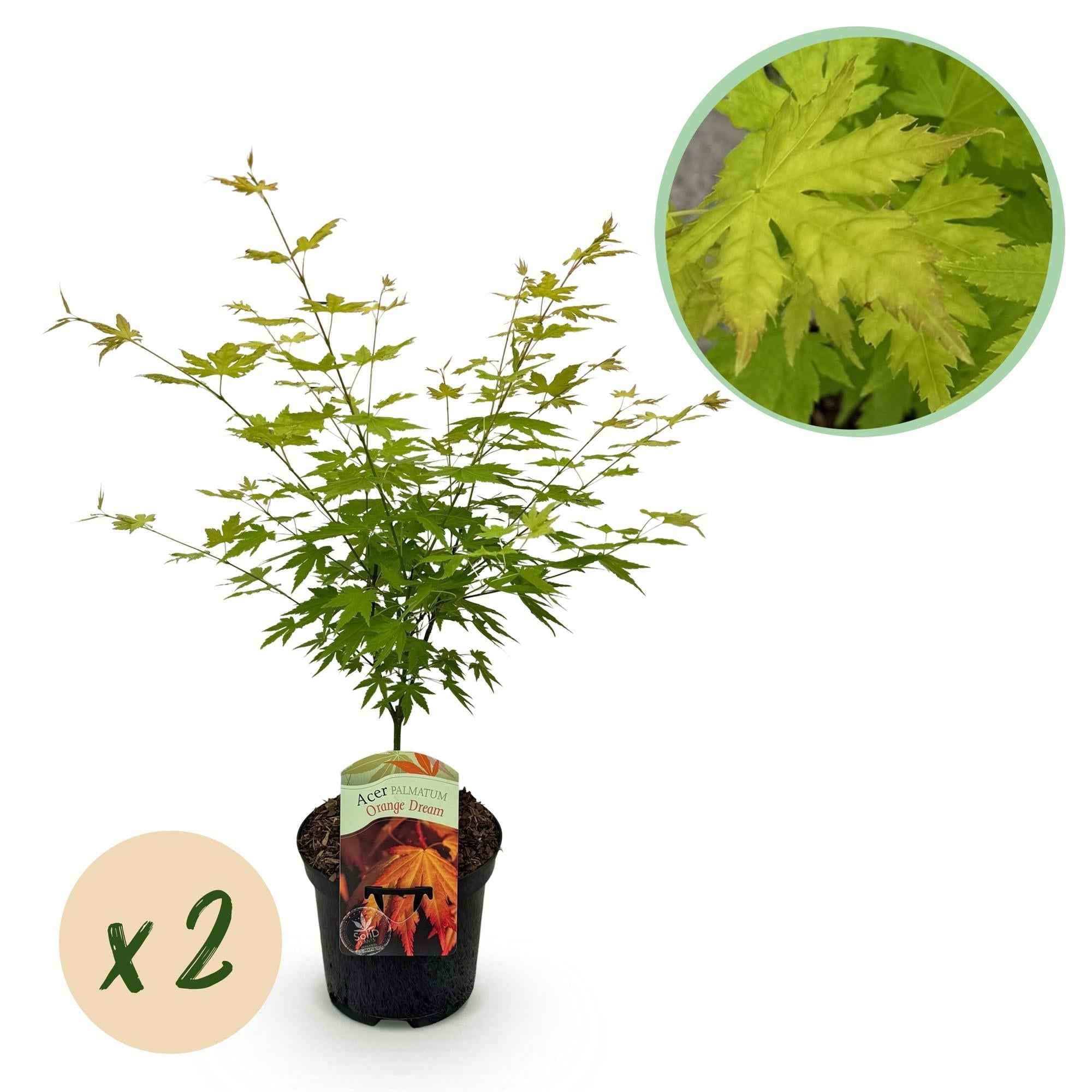 Image of Japanischer Ahorn – Acer palmatum 'Orange Dream' – 2 Pflanzen – ca. 70cm hoch – Ø19cm – orangefarbenes, fein gefiedertes Laub – Balkon-1