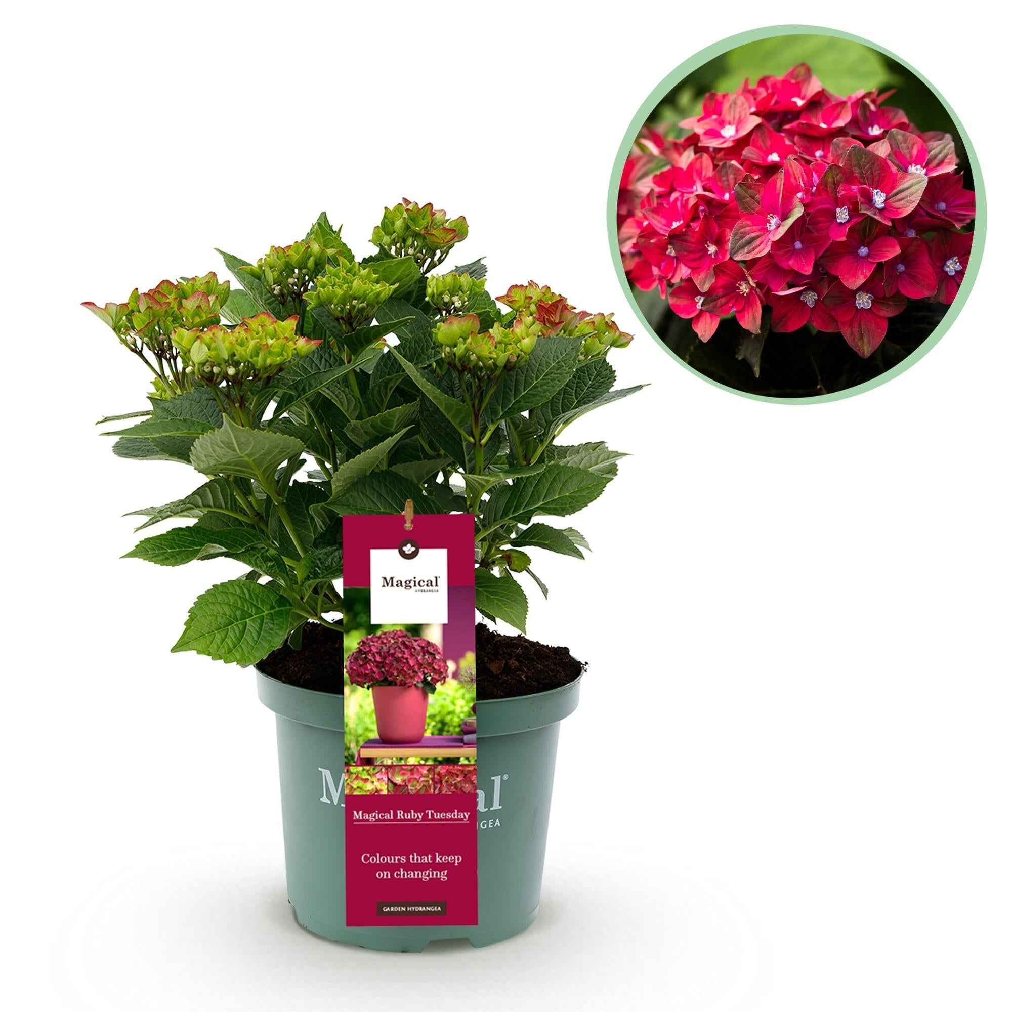 Image of Hortensie Magical Ruby Tuesday & Saphire – 2 Pflanzen – Hydrangea macrophylla – 23cm – Ca. 55cm hoch – 6-10 Blüten – Für Balkon, Terrasse & Beet-0