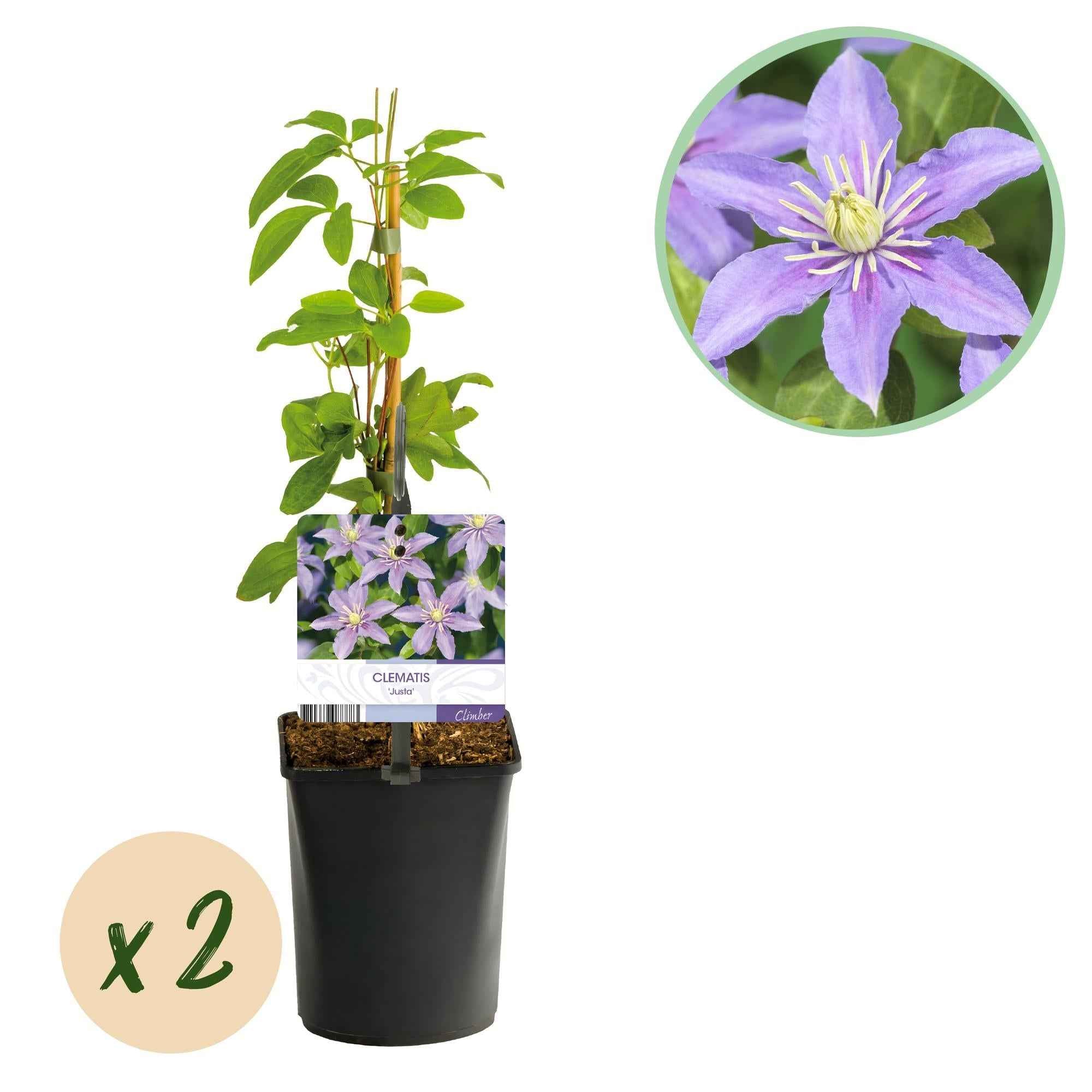 Image of Waldrebe Clematis Justa Kletterpflanze hellblau 2 Pflanzen 11cm 40cm pflegeleicht winterhart für Garten Balkon Terrasse Zaun Pergola Rankhilfe-1