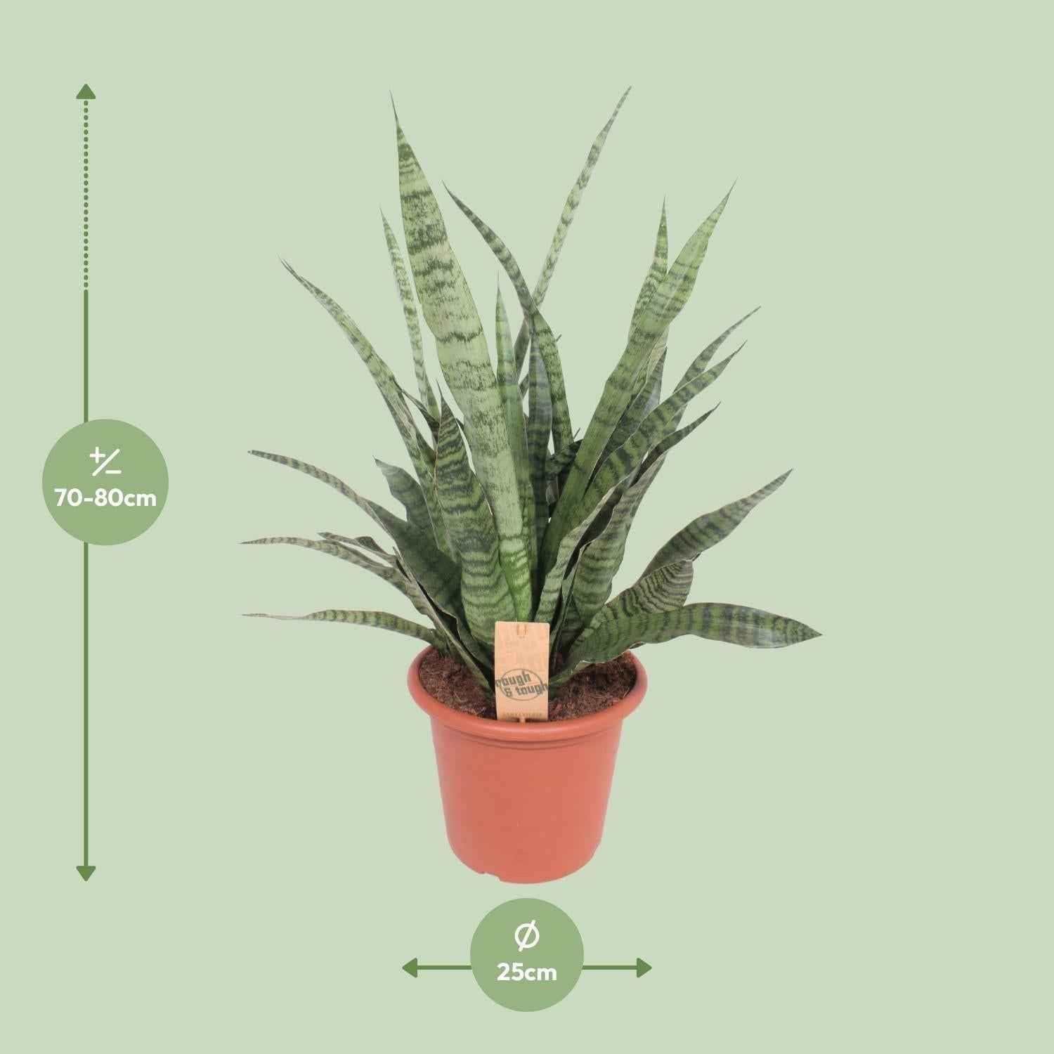 Image of Sansevieria Diamond Green – Schwiegermutterzunge – Ø25cm ↕80cm – Pflegeleichte Zimmerpflanze mit grünen Blättern – Luftreinigende Büropflanze-1