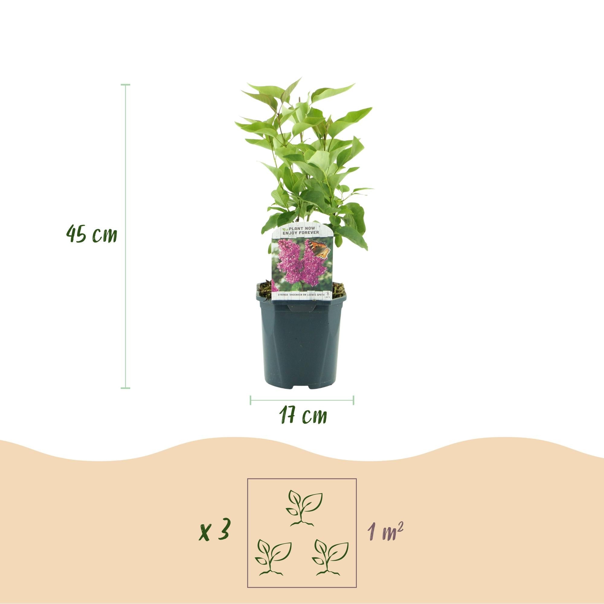 Image of Flieder Syringa vulgaris Ludwig Späth 45cm – winterhart lila, stark duftend – 17cm – Blüte Mai – Juni-3