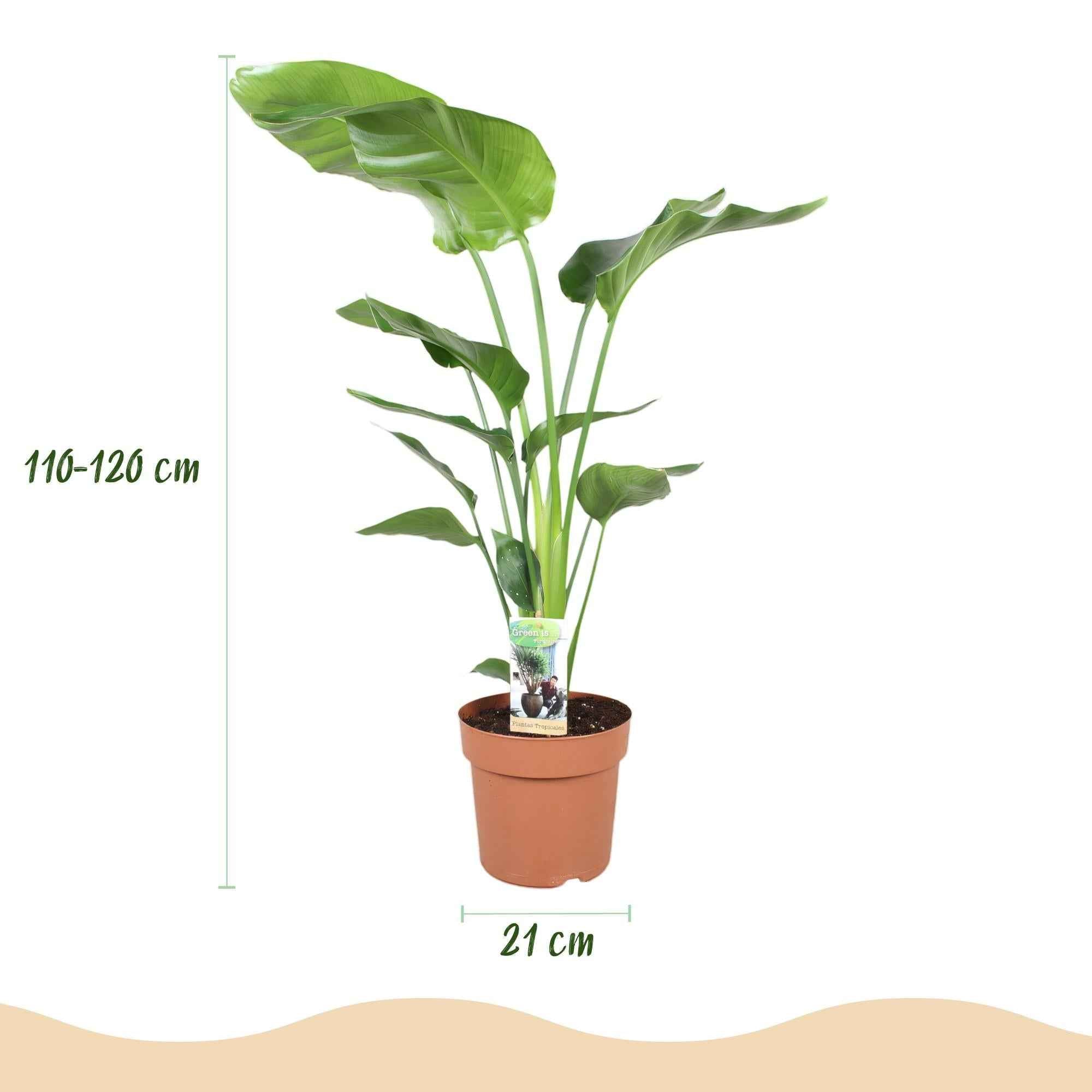 Image of Strelitzia Nicolai – 110-120cm – 21cm – Pflegeleichte Paradiesvogelblume – Große tropische Zimmerpflanze-2
