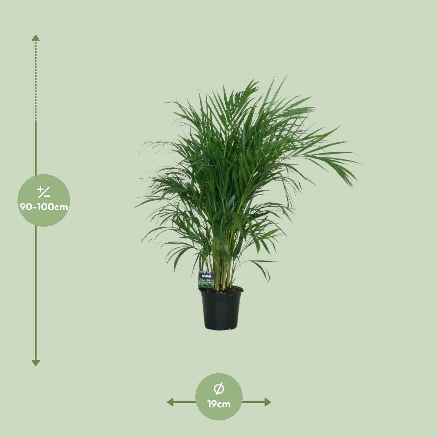 Image of Goldfruchtpalme – Dypsis lutescens – Zimmerpflanze – Luftreinigende Bambuspalme – ca. 100–120 cm hoch – Ø19 cm Topf – Tropisches Raumgrün für Wohnung & Büro-3