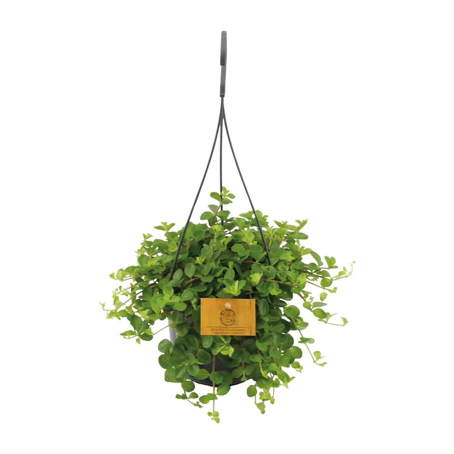 Image of Zwergpfeffer Peperomia Rotundifolia – Zimmerpflanze – Glänzende Blätter – Ø15 cm, Höhe 25 cm – Pflegeleicht