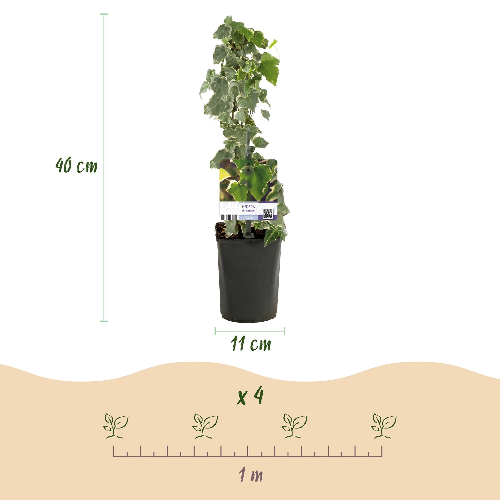 Image of Kletterpflanze Hedera helix 'Glacier' – 2 Pflanzen – Immergrün – Blatt bunt – 11cm – Höhe 40cm – Efeu für Innen & Außen – Hängeampeln & Bodendecker-3
