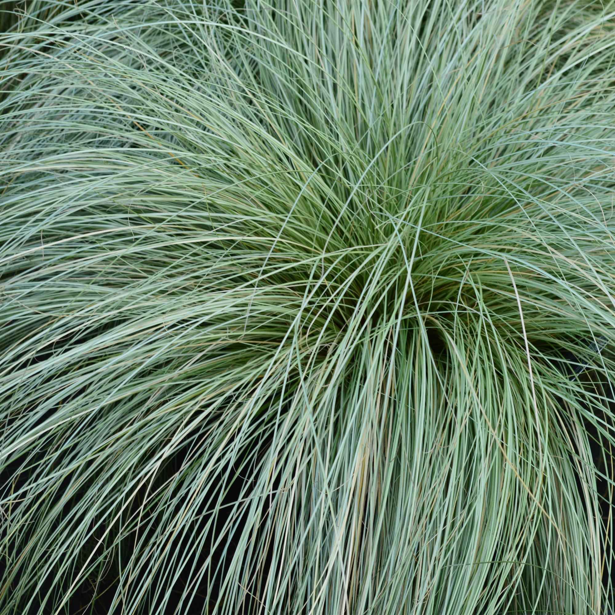 Image of Ziergras Segge Carex comans Frosted Curls – Grün mit silbrigem Schimmer – Immergrün & winterhart – Höhe ca. 50cm – 17cm-2