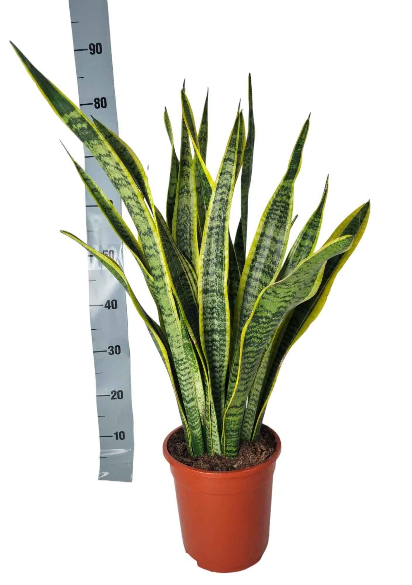 Image of Sansevieria Laurentii – 90cm – Große Bogenhanf Zimmerpflanze – Pflegeleicht & luftreinigend – Ideal für Wohnzimmer, Büro & Inneneinrichtung-0