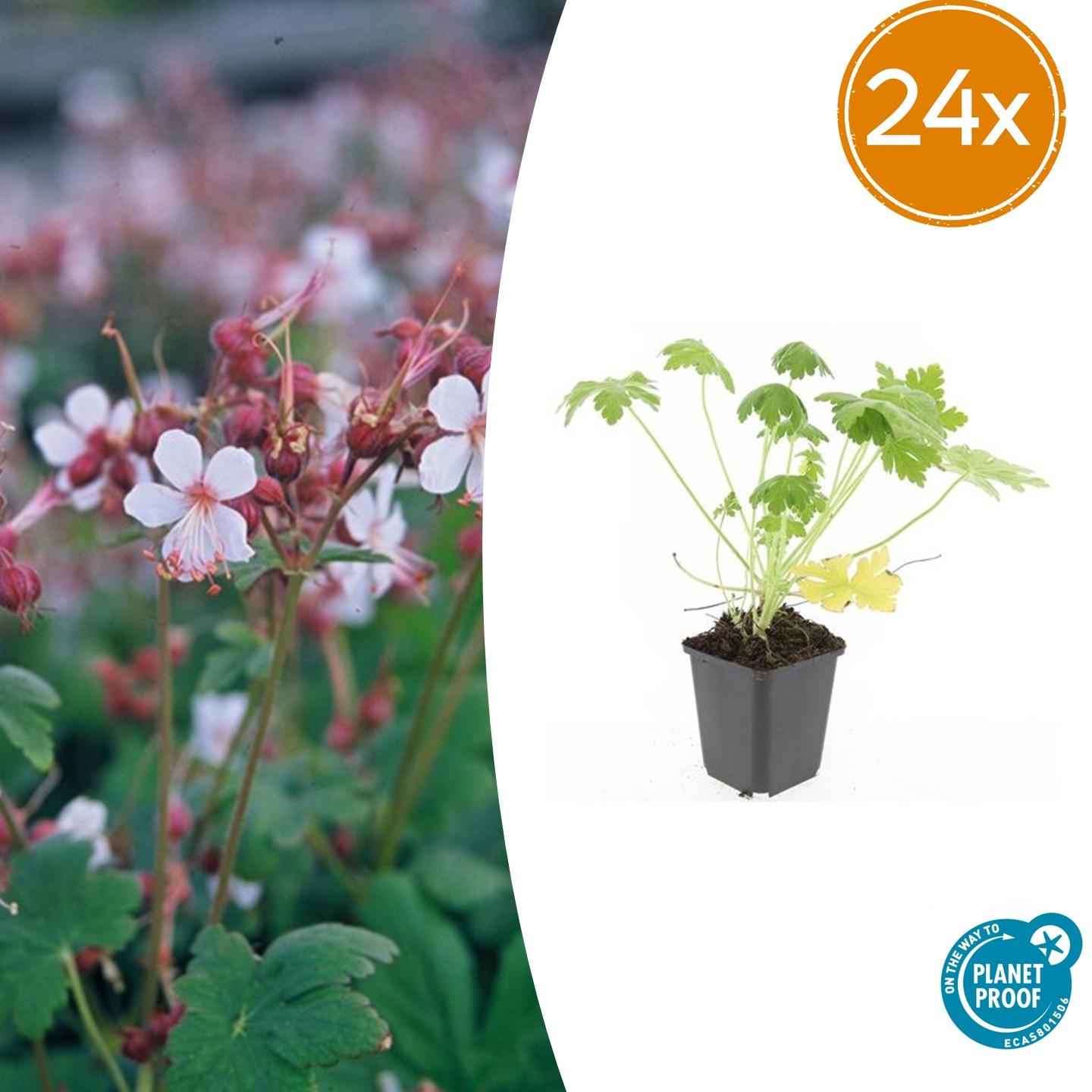 Image of Geranium macrorrhizum 'Spessart' – Bodendecker – 24 Pflanzen – Ø9cm – ↕10-25cm – Weiß blühend & winterhart – Für Sonne & Schatten-2