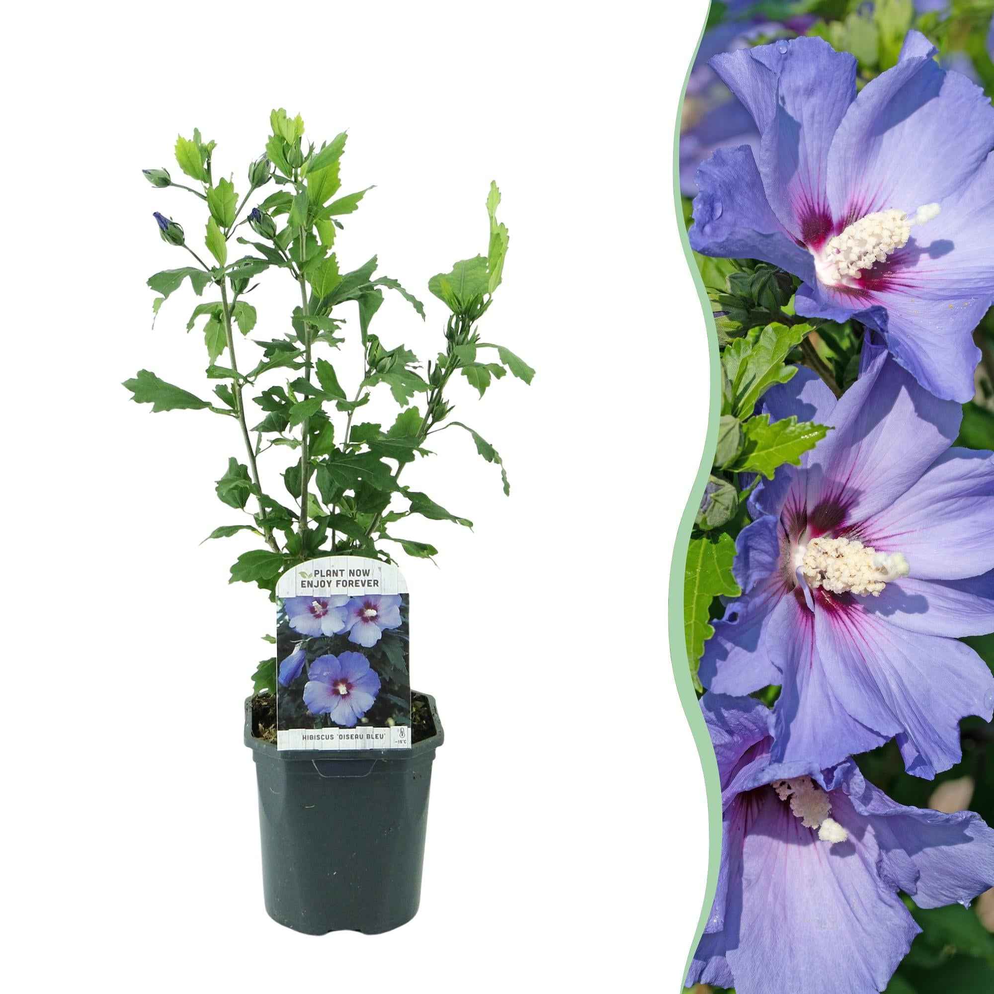 Image of Garteneibisch Hibiscus syriacus Oiseau Blue – Strauch – Blüte Blau – Wenig Pflege – 17cm Höhe 45cm – Für Garten & Terrasse-1