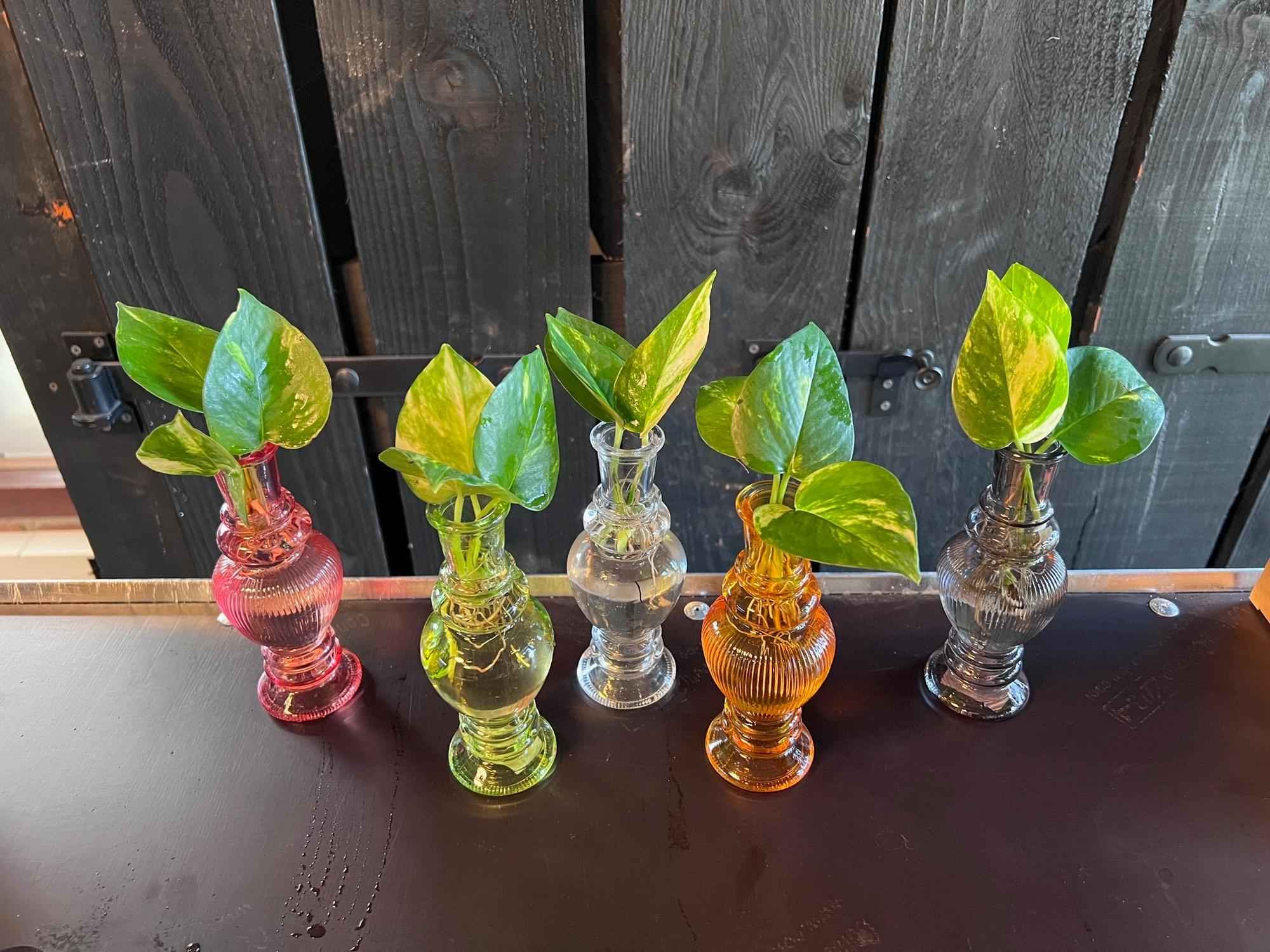 Image of Hydroponik Pflanzen Mix im Venice Glas – Ø7cm ↕20cm – Grünpflanzen im Glasgefäß – Pflegeleicht & modern – Für Wohnzimmer, Büro & Tischdeko-1