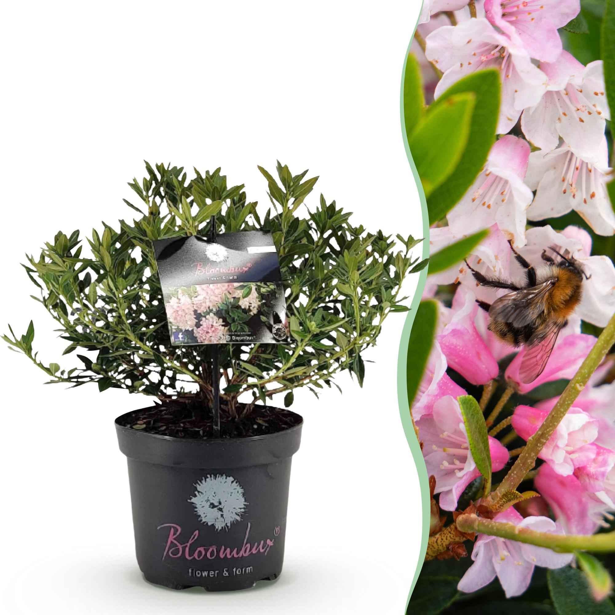 Image of Rhododendron Bloombux Light Pink – Zwerg-Rhododendron als Buchsbaum-Ersatz – Winterharte Gartenpflanze mit hellrosa Blüten – 23cm-0