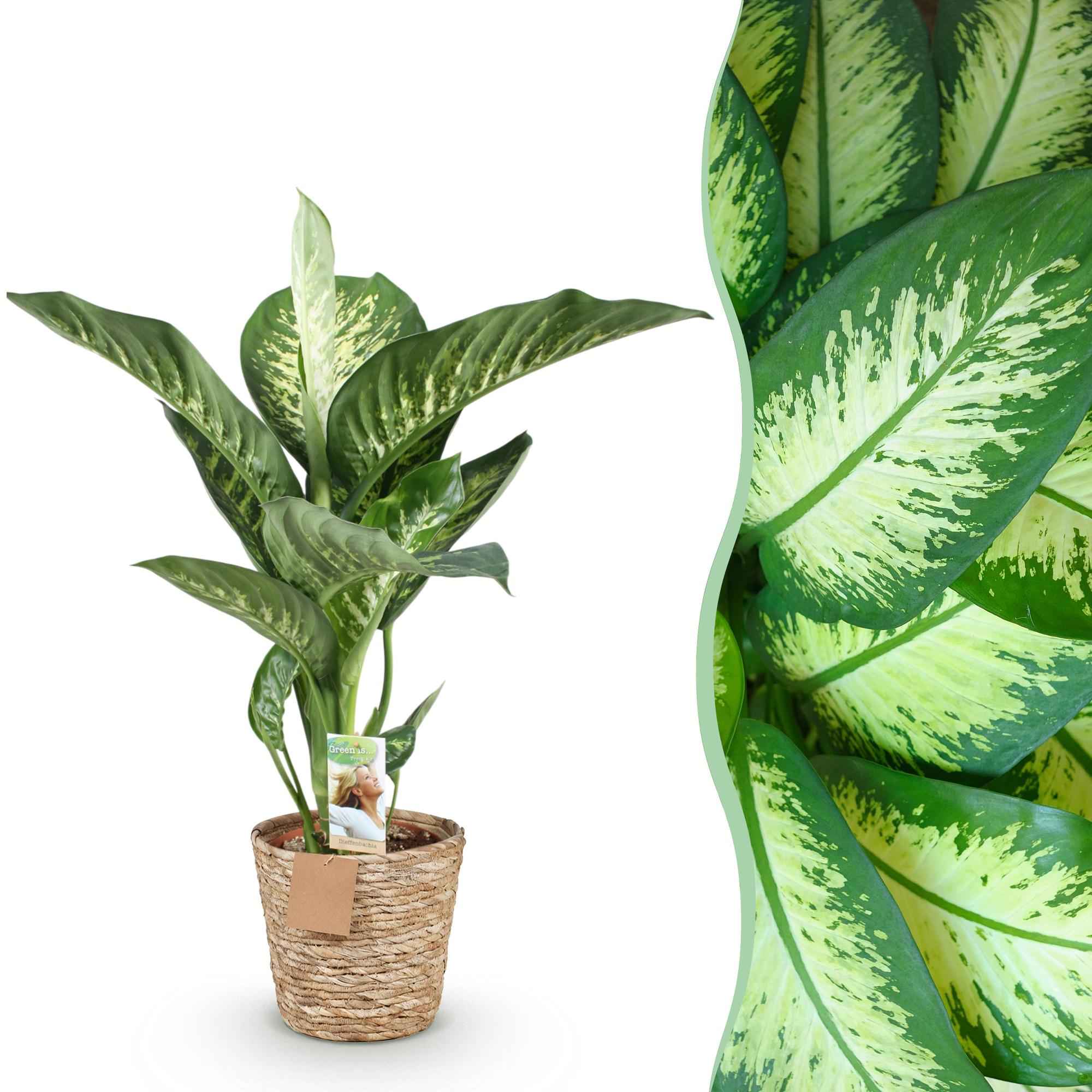 Image of Dieffenbachia Tropic Snow – 90-100cm – 21cm inkl. Naturkorb – Pflegeleichte bunte Zimmerpflanze – Großes grün – weißes Blattwerk-1