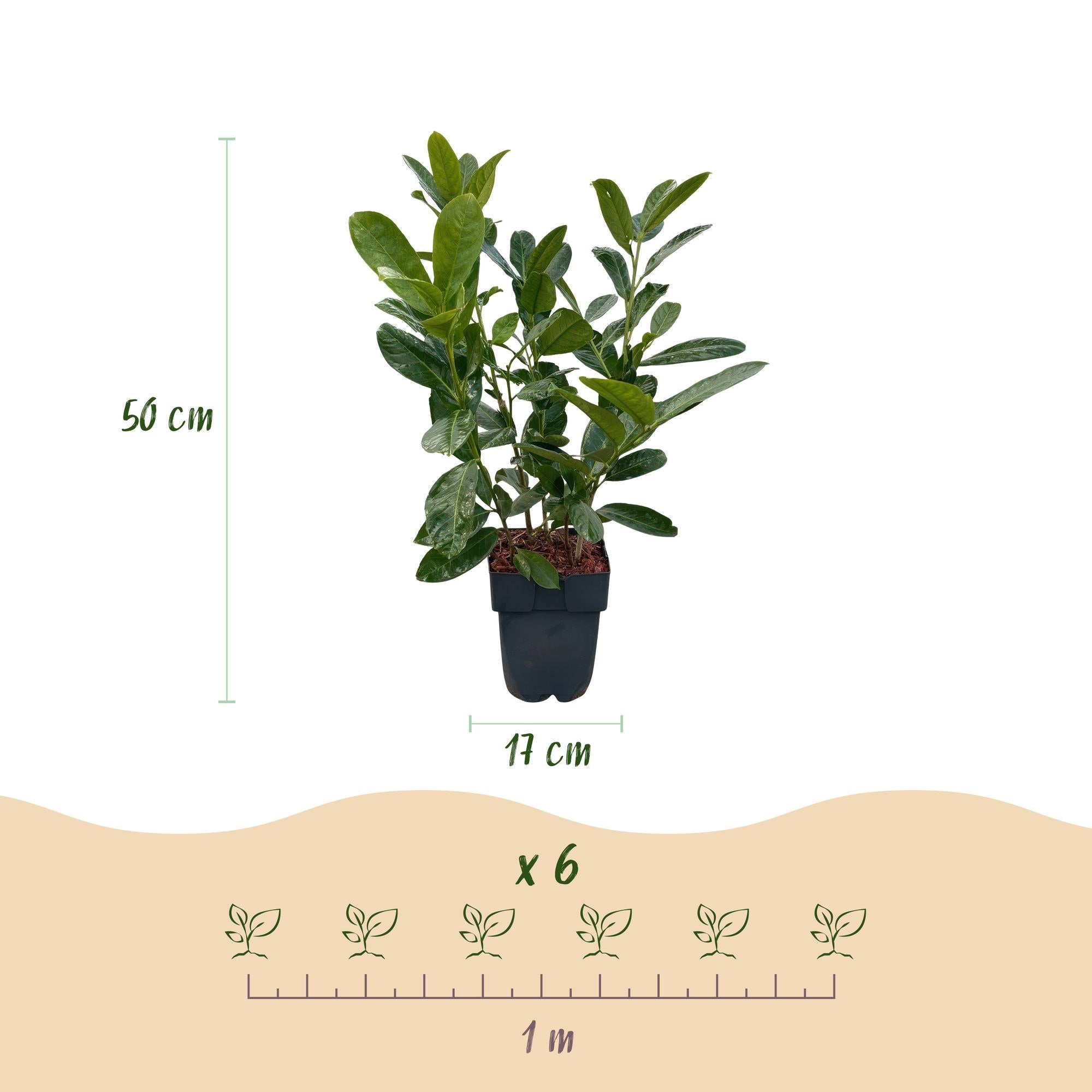 Image of Kirschlorbeer Prunus laurocerasus Rotundifolia – Immergrün – Heckenpflanze – Blatt grün – 6 Pflanzen – 1 laufender Meter – 17cm Höhe 50cm-3