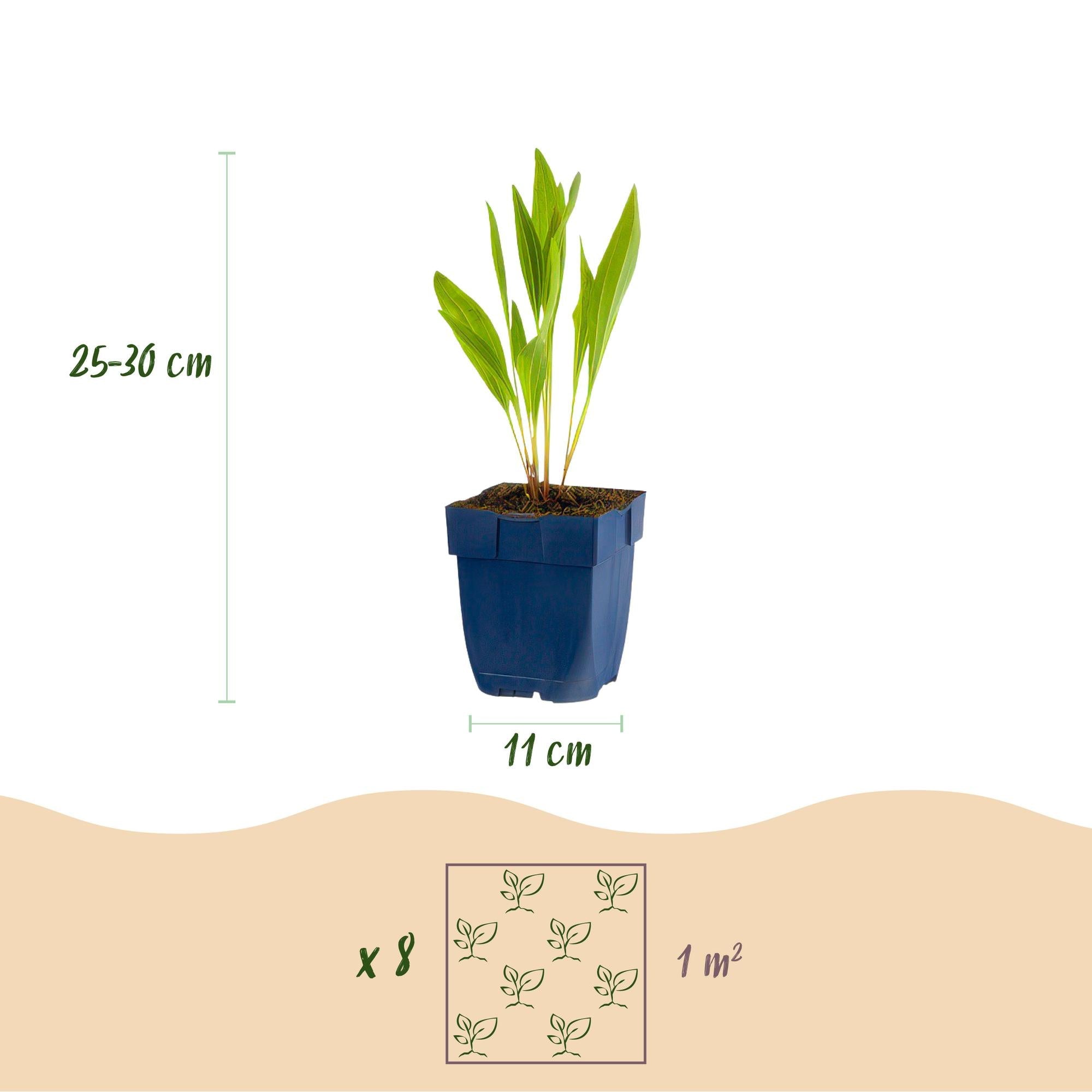 Image of Staudenset für Bienen & Schmetterlinge – 6 mehrjährige Gartenstauden für 1m² – Ø11cm – Echinacea, Rittersporn, Stockrose & Prachtkerze-2