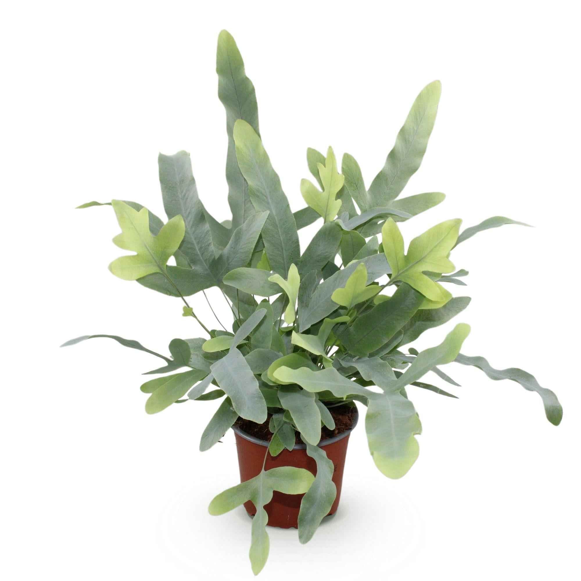 Image of Phlebodium aureum Blue Star Farn – Blaue Farnpflanze – Haustierfreundliche Zimmerpflanze 12cm – Höhe ca.25cm – Tropenfarn für Wohnzimmer & Büro-0