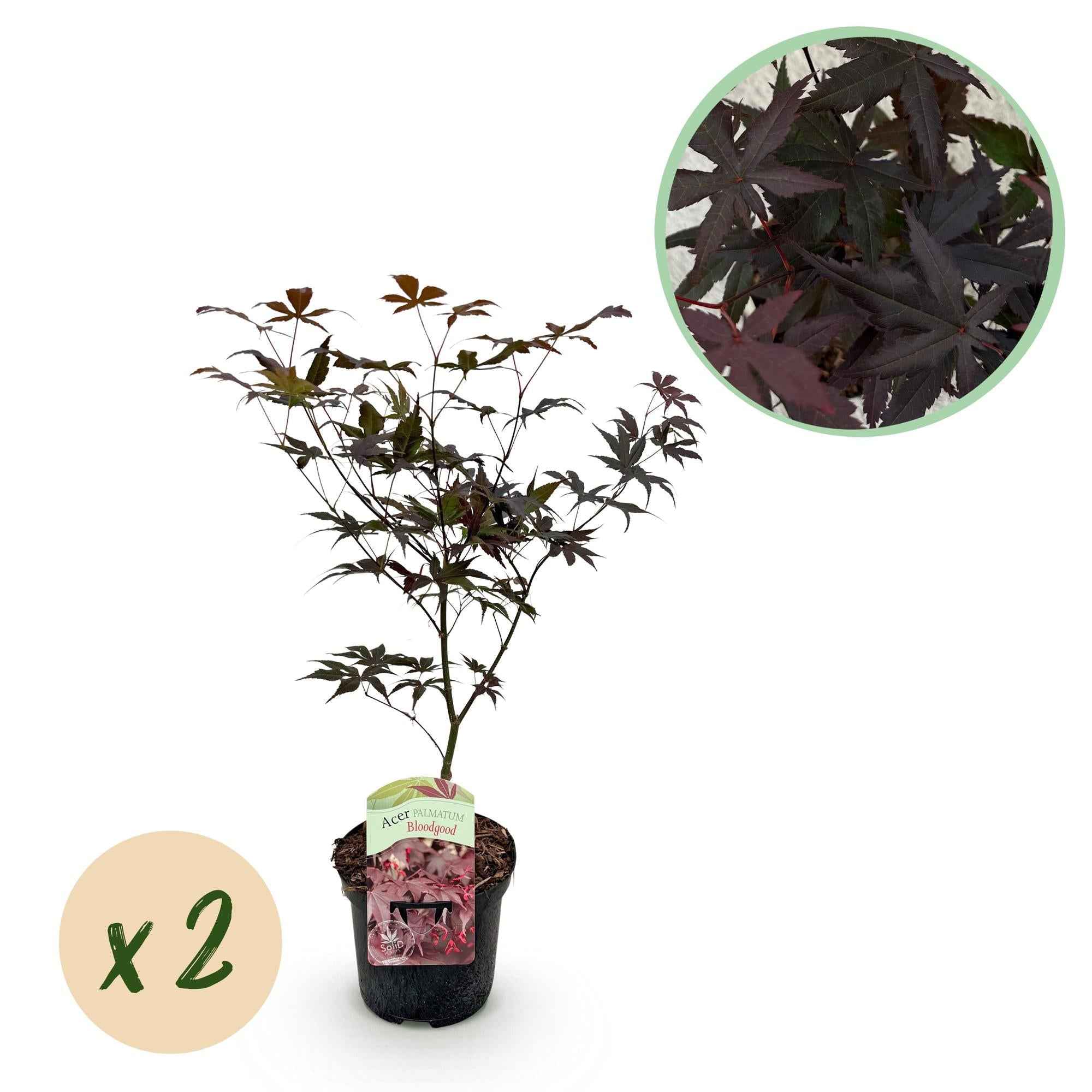 Image of Japanischer Ahorn Acer palmatum Bloodgood – Rot – 2 Pflanzen – Laubabwerfender Zierbaum – 19cm – Ca. 70cm hoch – Für Balkon, Terrasse & Beet-0