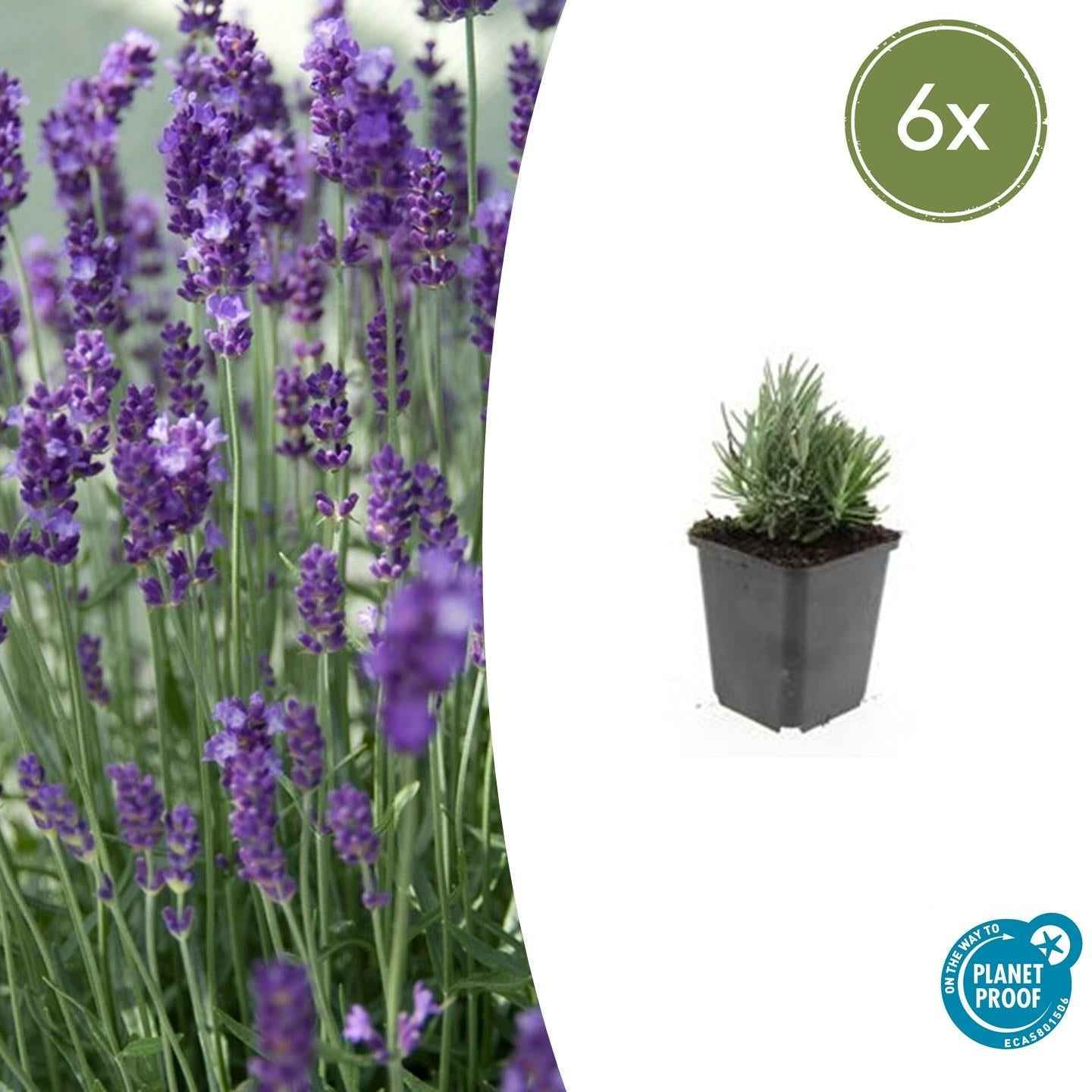 Image of Lavendel Lavandula angustifolia 'Dwarf Blue' – ↕10-25cm – Ø9cm – 6 Pflanzen – Zwerglavendel, Duftend, Silbergrünes Laub, Bienenfreundlich, Winterhart-1