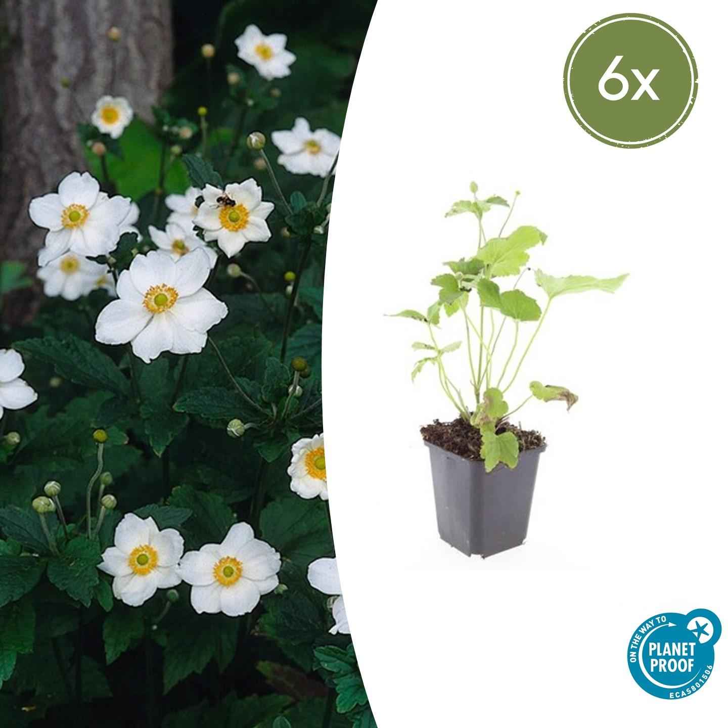 Image of Japan – Herbst – Anemone hyb. 'Honorine Jobert' – ↕10-25cm – Ø9cm – 6 Pflanzen – Herbstblüher – Pflegeleicht – Sonne & Halbschatten